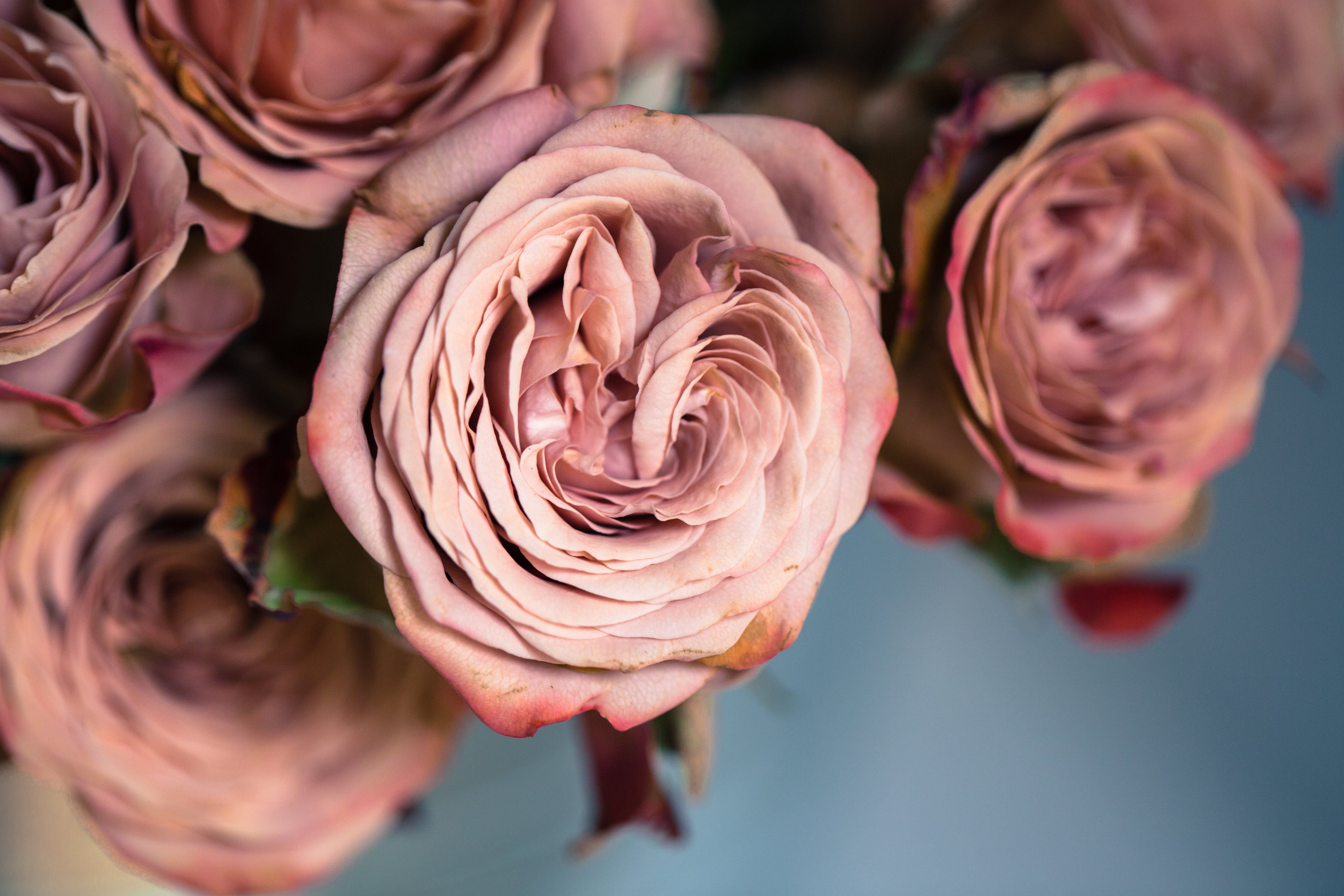 5271x3514 Free Dusty Rose Image: Stunning Photography