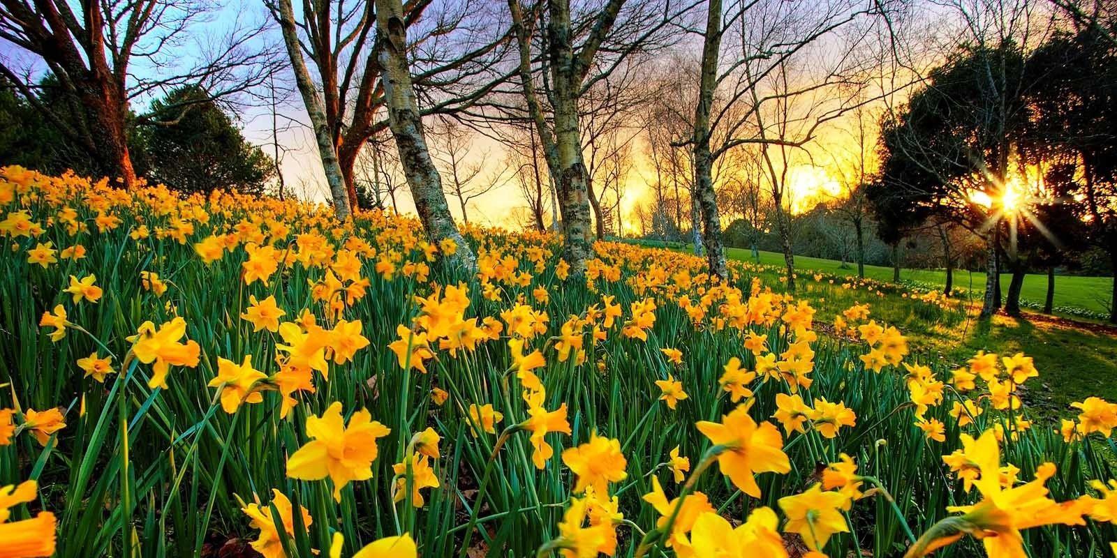 1600x800 Amazing Views, HD Landscape Wallpaper, Green, Sky, Flowers