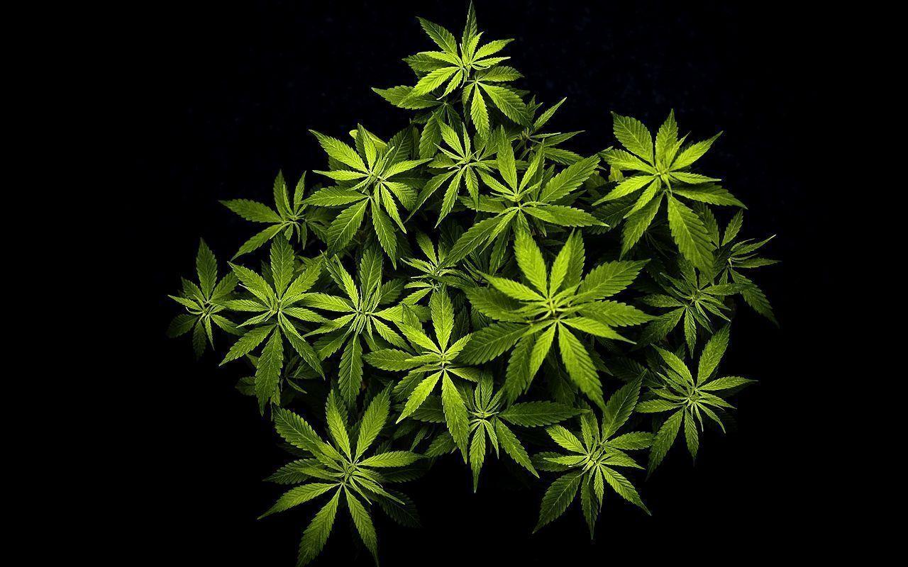 1280x800 Pot Plant Wallpaper