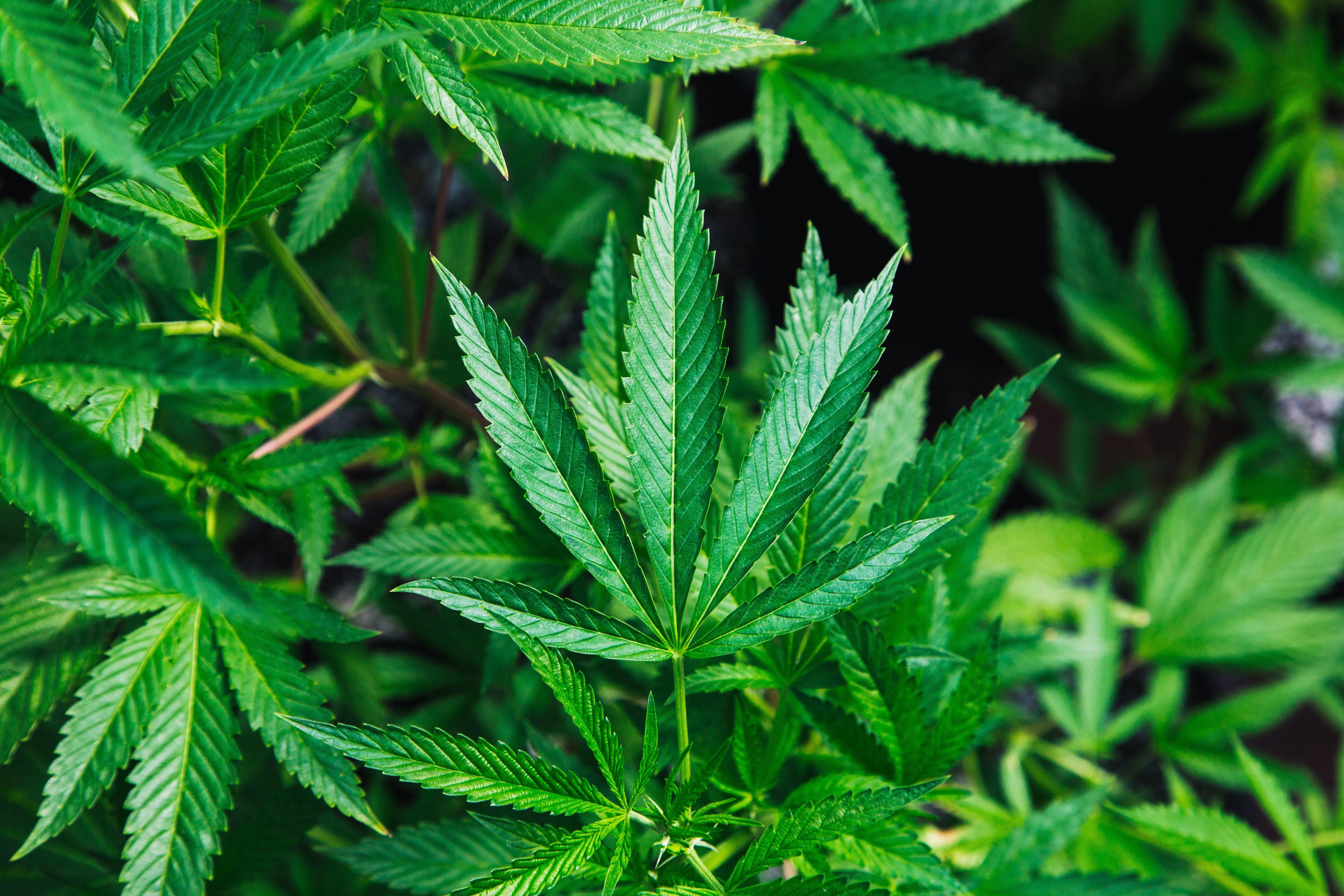 5472x3648 Weed Background Image: Download HD Background