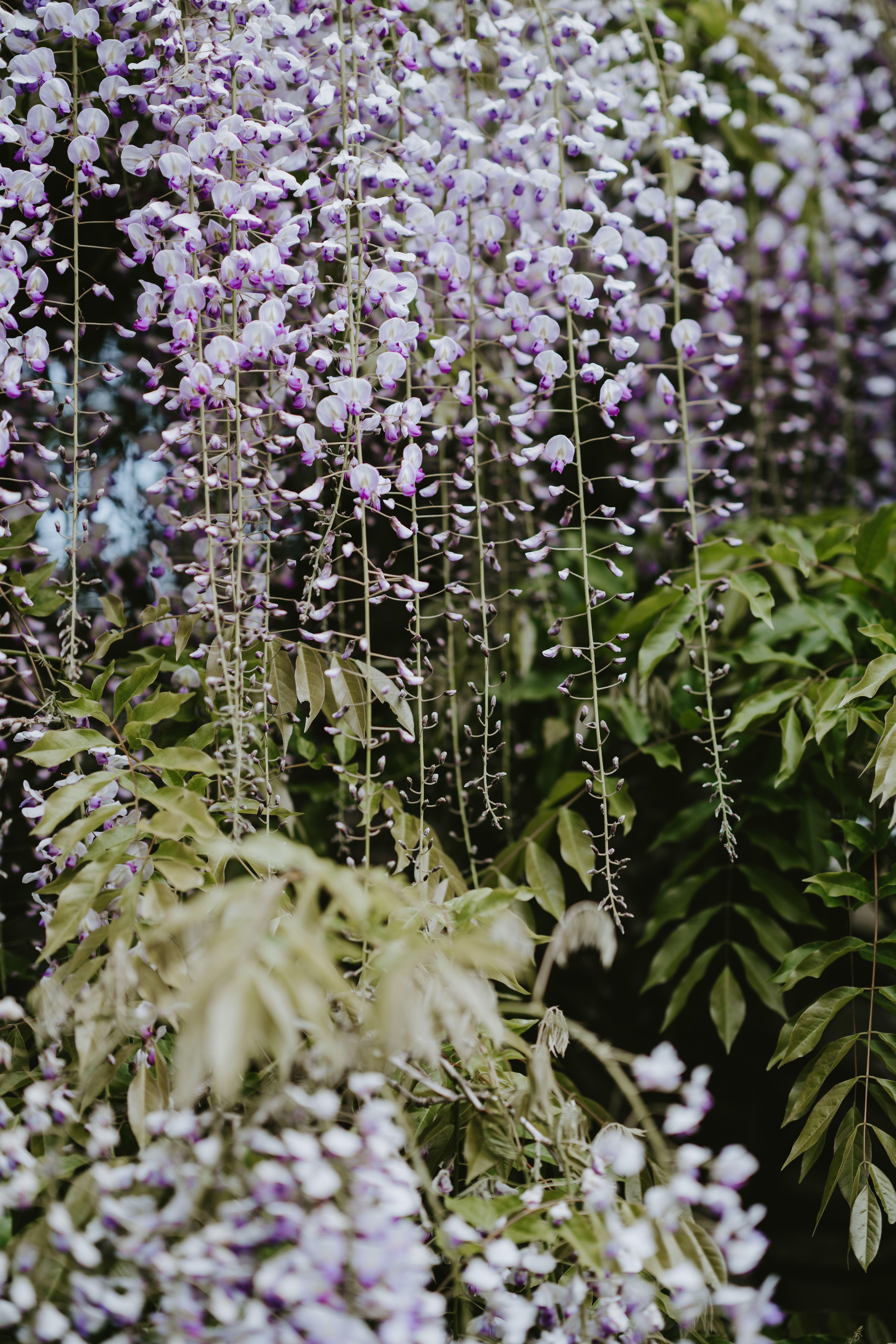 5304x7952 Hanging Plant Picture. Download Free Image