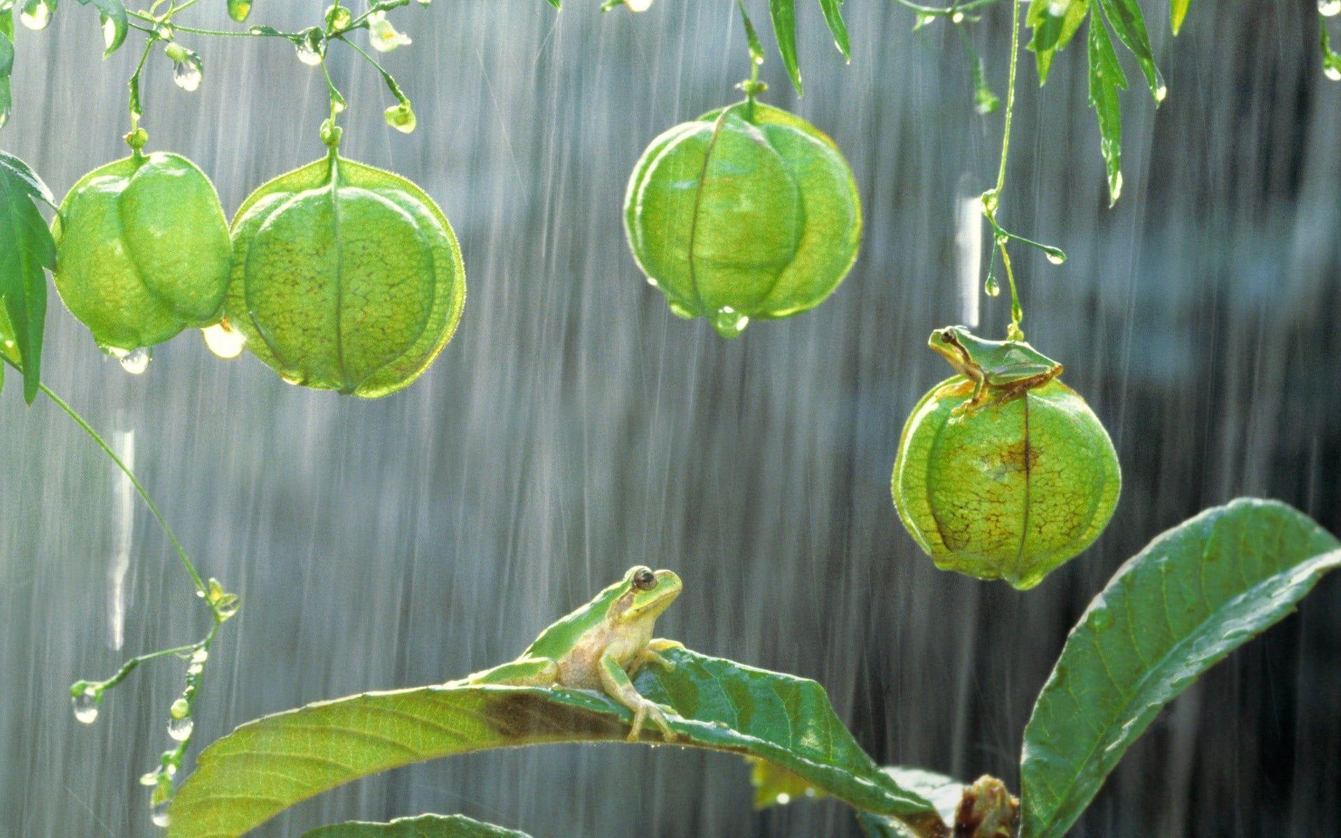 1920x1200 Green hanging plants, photography, green, frog, rain HD wallpaper