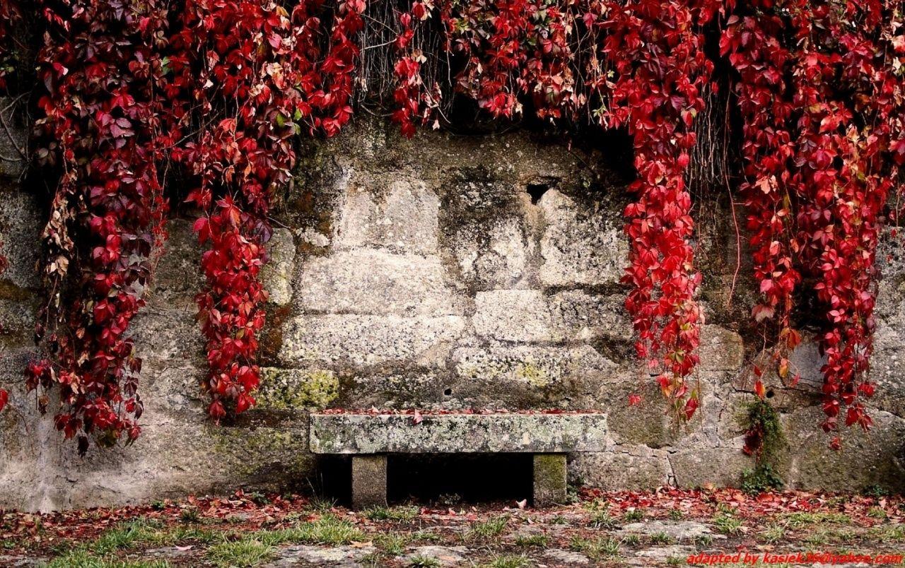 1280x804 Red Leaves Hanging Wall Bench wallpaper. Red Leaves Hanging Wall
