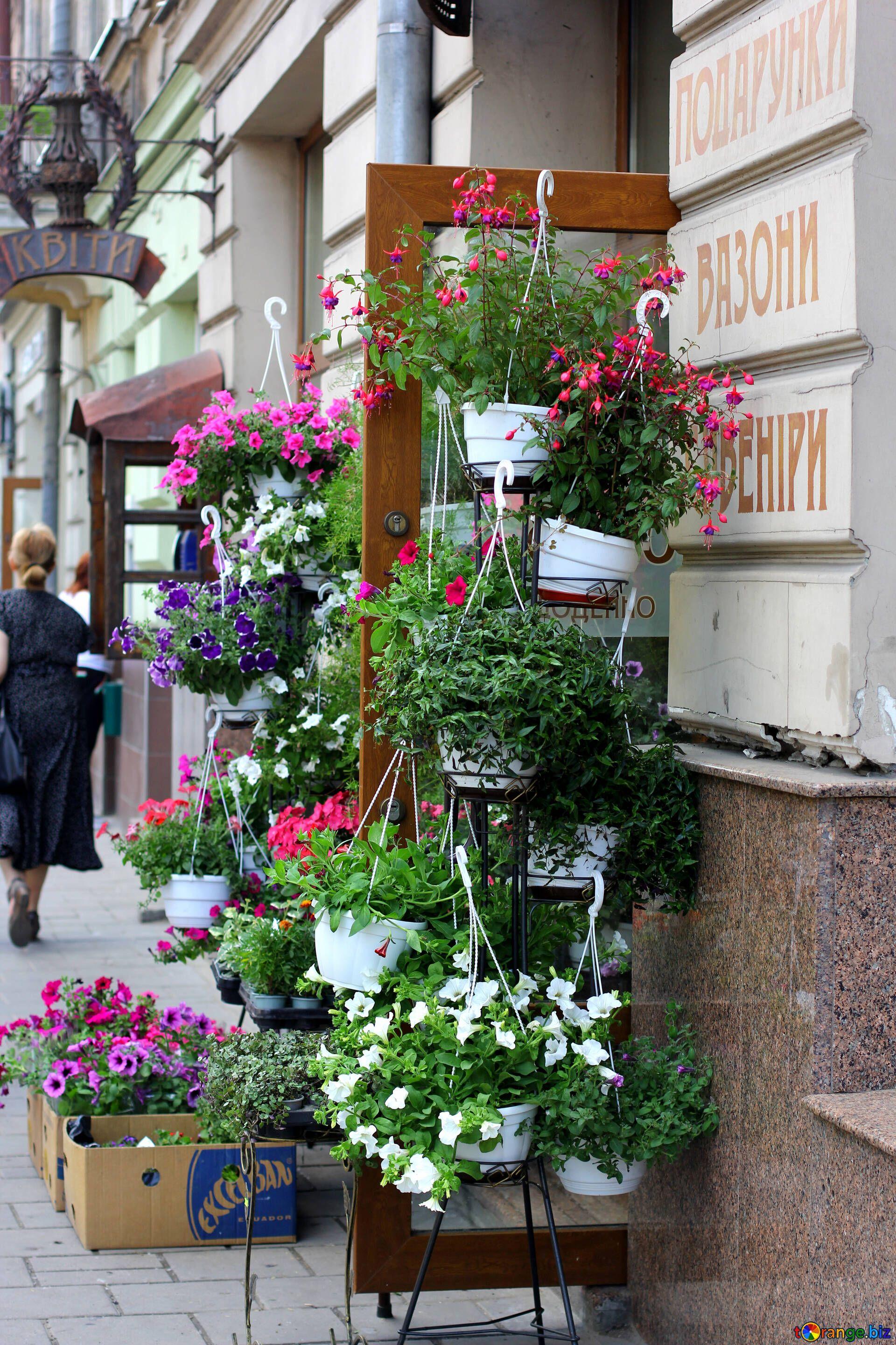 1920x2880 Flowers creepers flowers hanging on a shelf pots door street