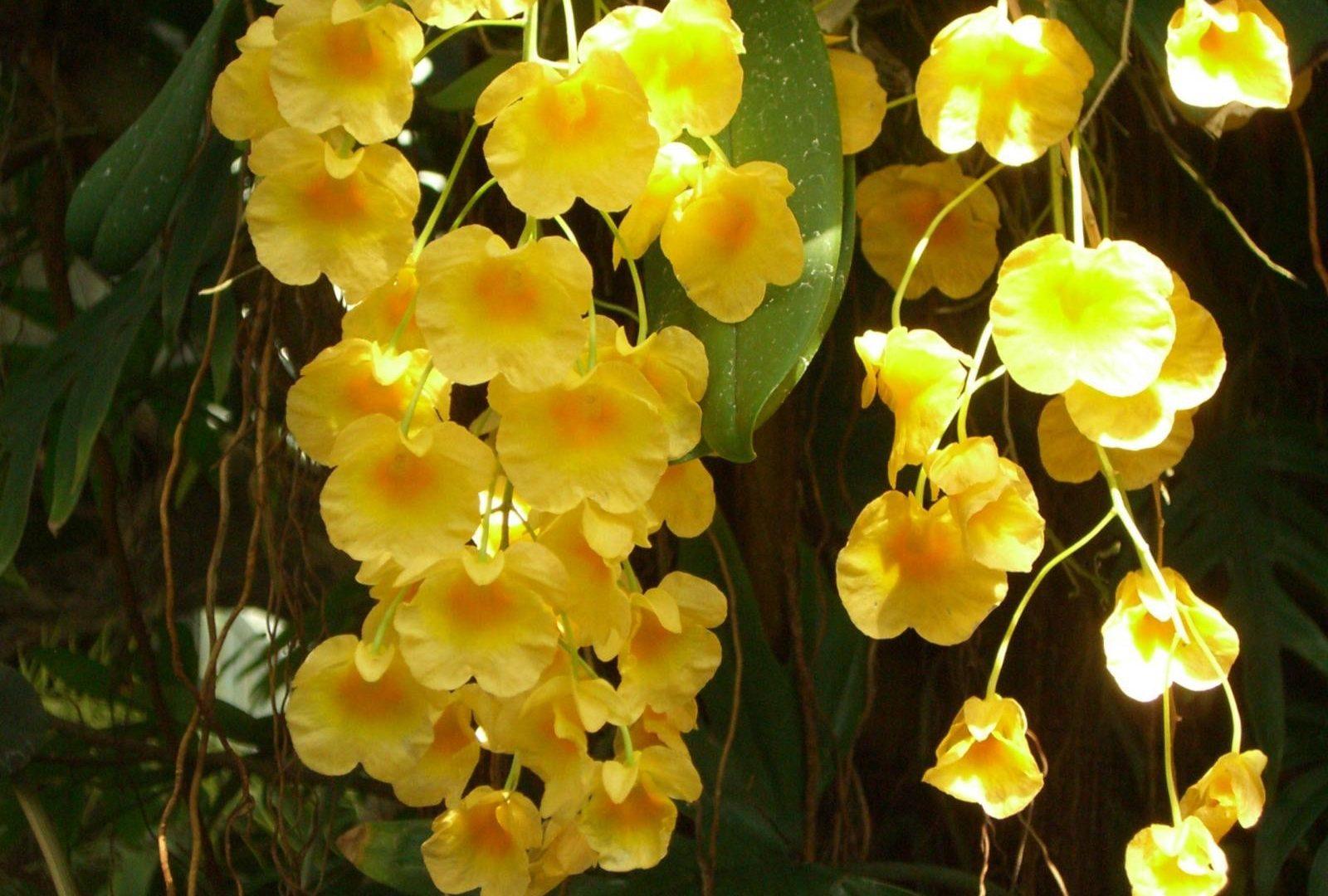 1600x1080 Hanging Yellow Orchids Flowers Tropical Flower Garden