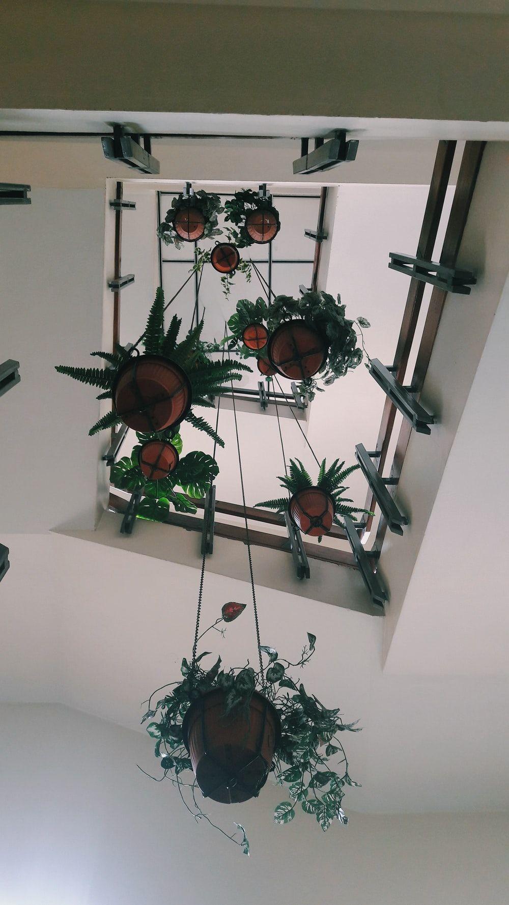 1000x1778 low angle photography of plant pots hanging on ceiling photo