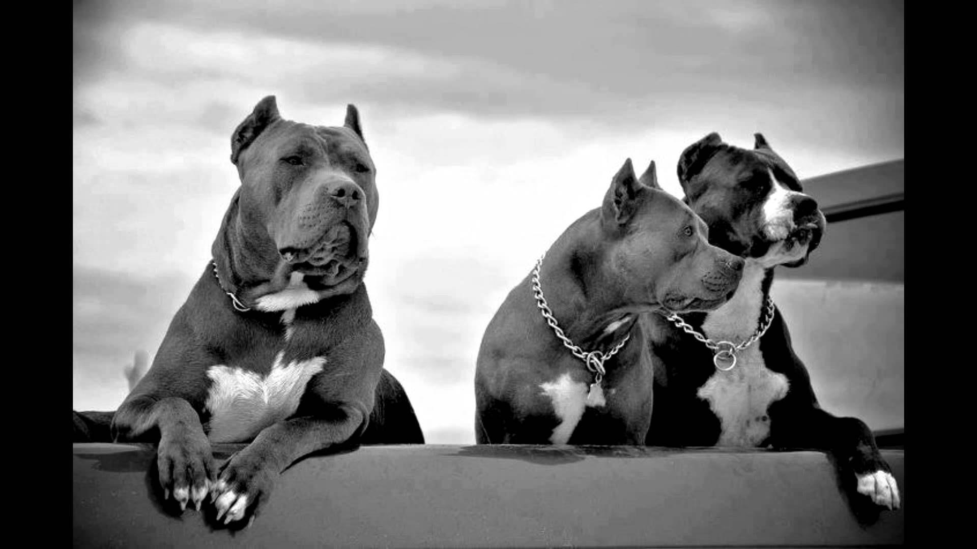 Featured image of post Aggressive Pitbull Wallpaper Hd Pitbull dog pics photos wallpaper