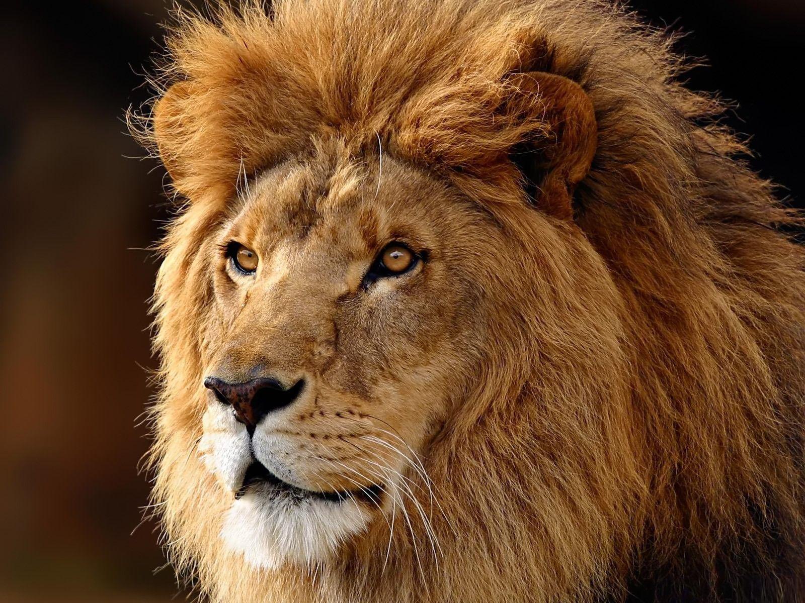 1600x1200 World Lion Day 10th August