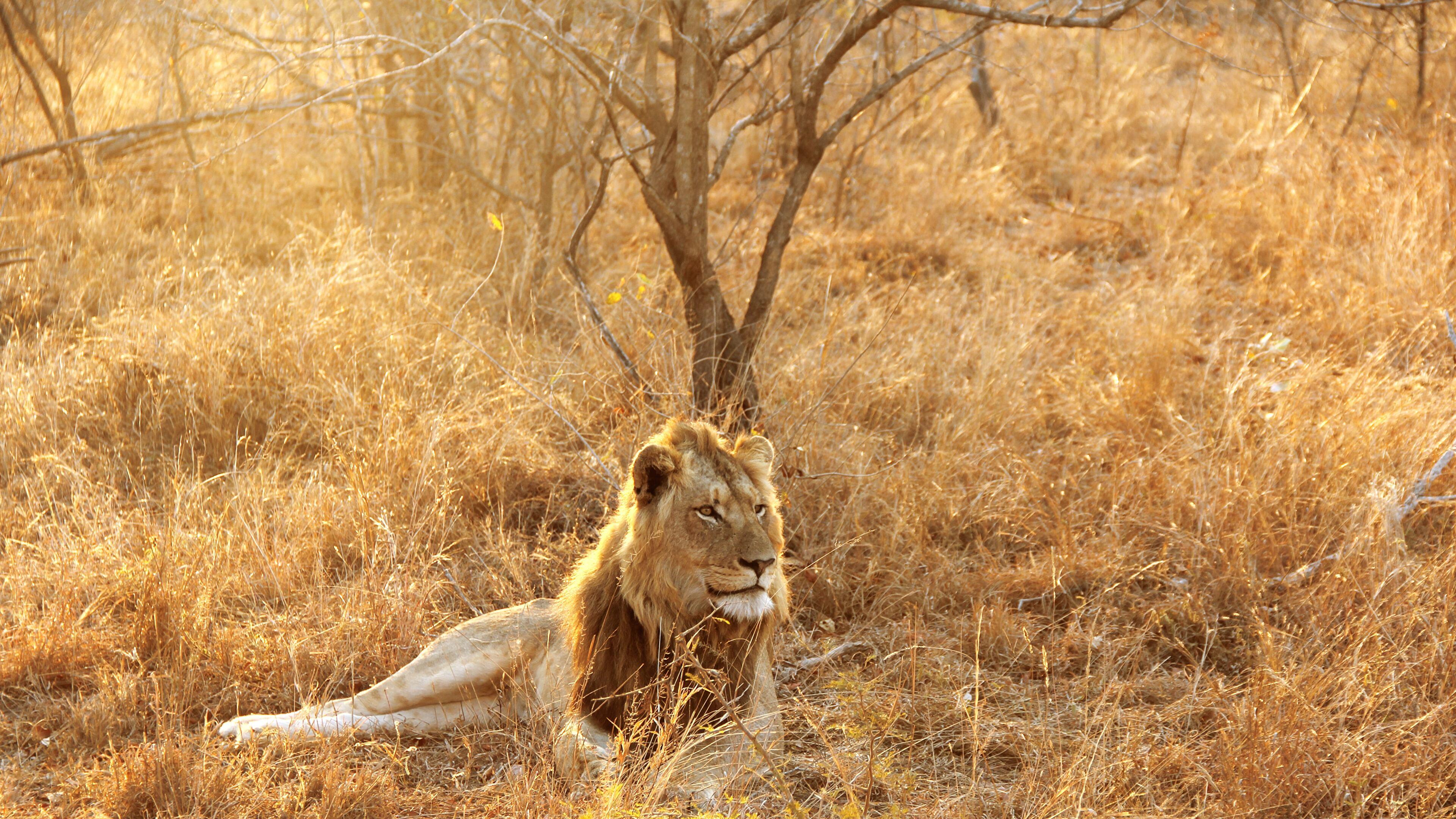 3840x2160 Africa 4K wallpaper for your desktop or mobile screen free and easy to download