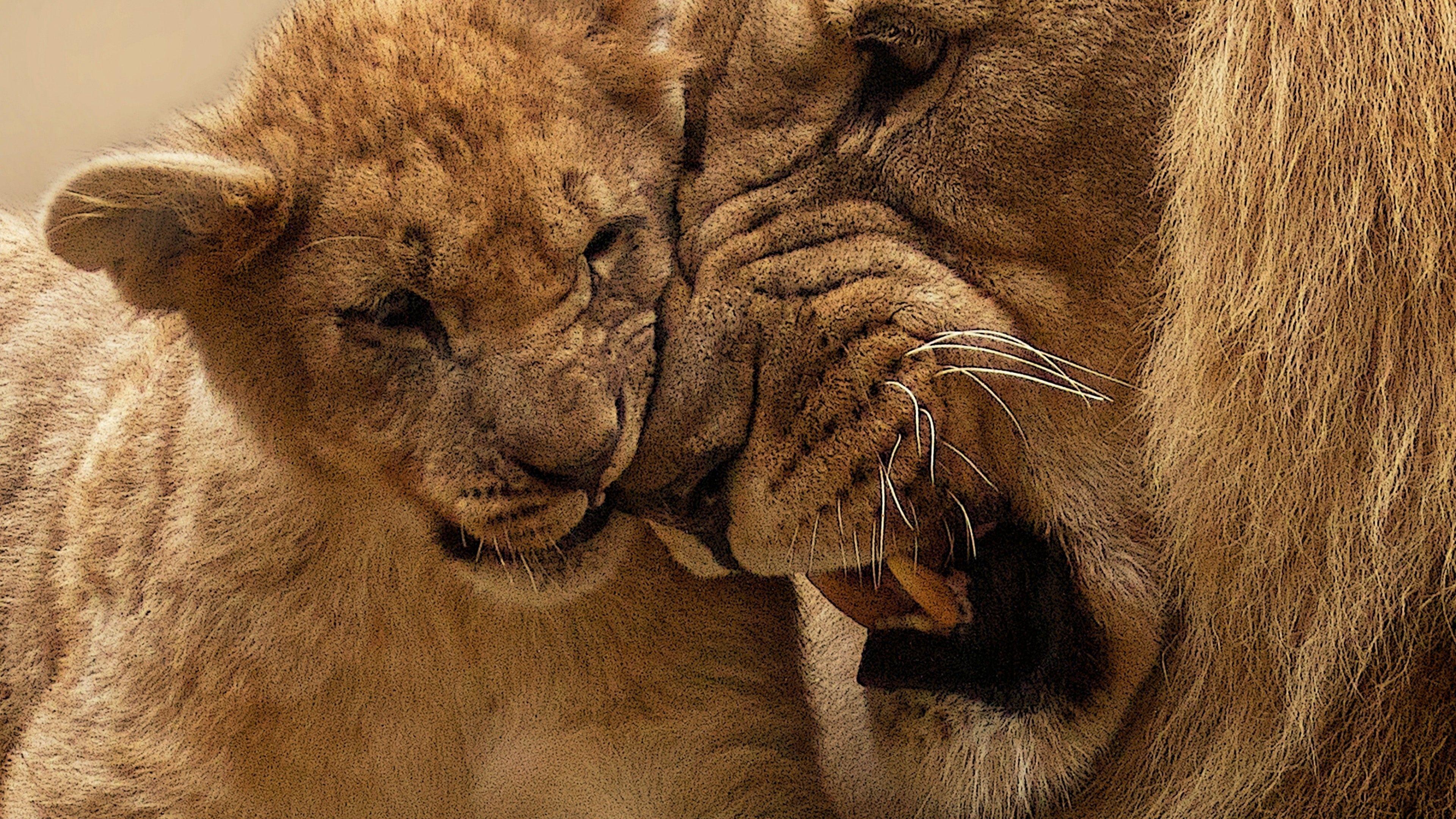 3840x2160 Wallpaper Lion, Lion cub, African Lion, 4K, Animals