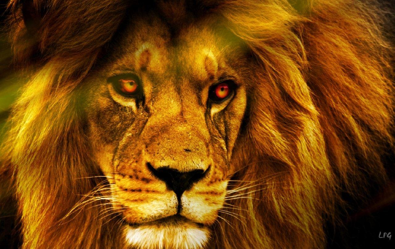 1280x808 Wallpaper Of Lions