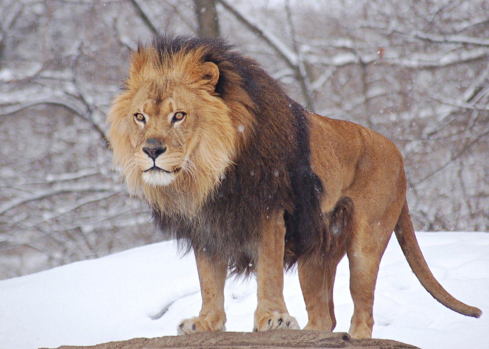 1600x1143 Angry Lion HD Wallpaper Lion, HD Wallpaper