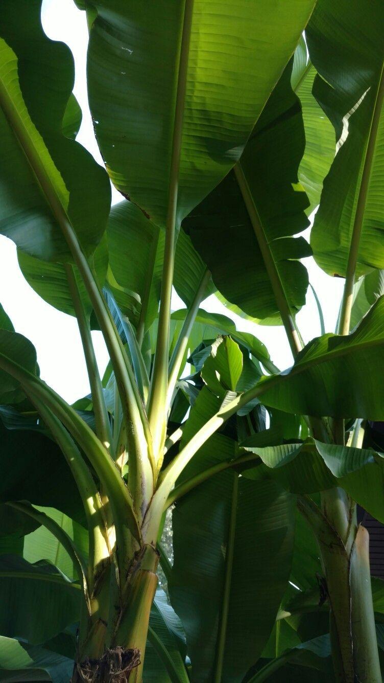 752x1336 Brent's banana trees. Banana leaf tree, Banana plants, Plant