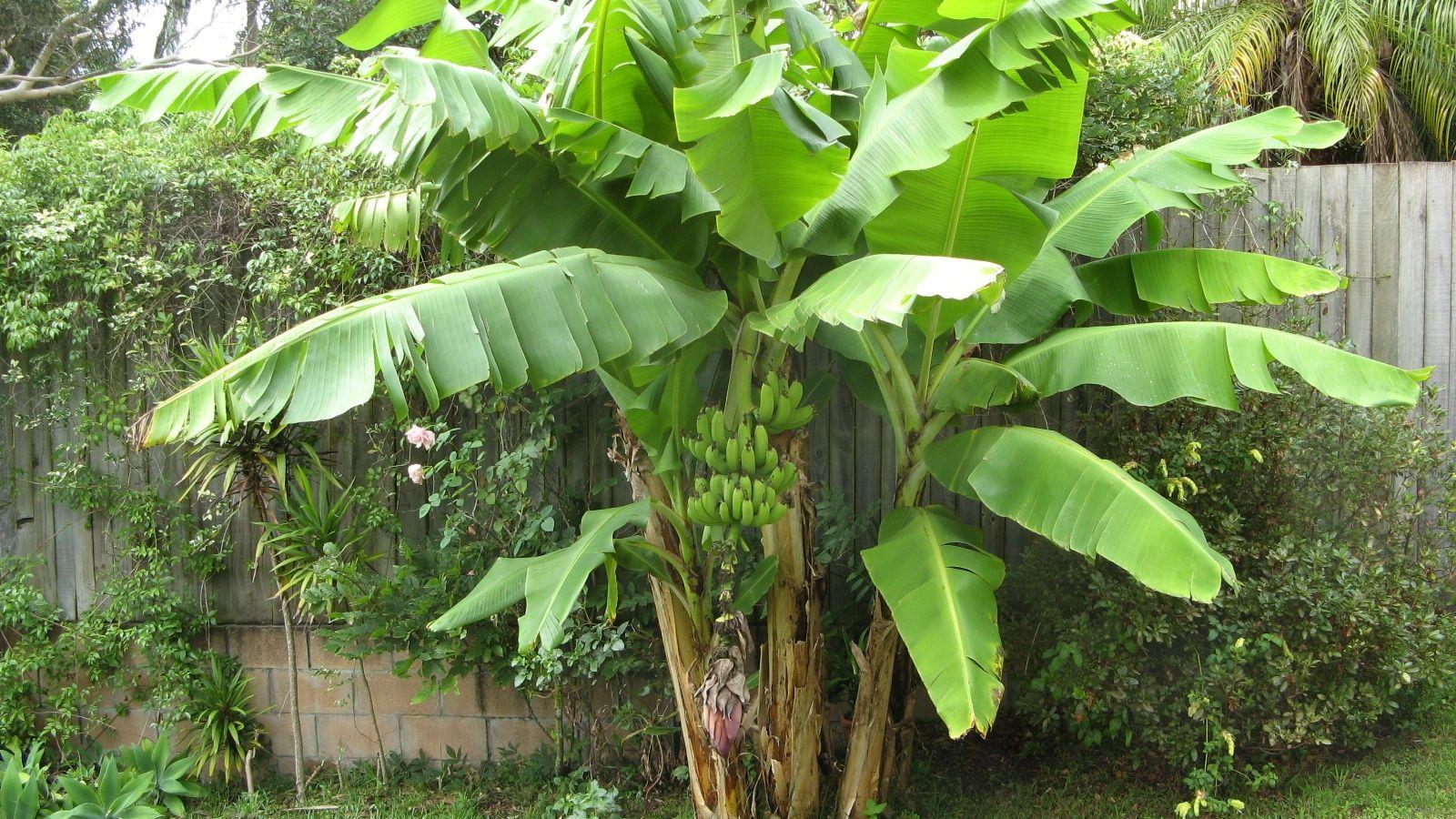 Banana Tree Wallpapers - Top Free Banana Tree Backgrounds - WallpaperAccess