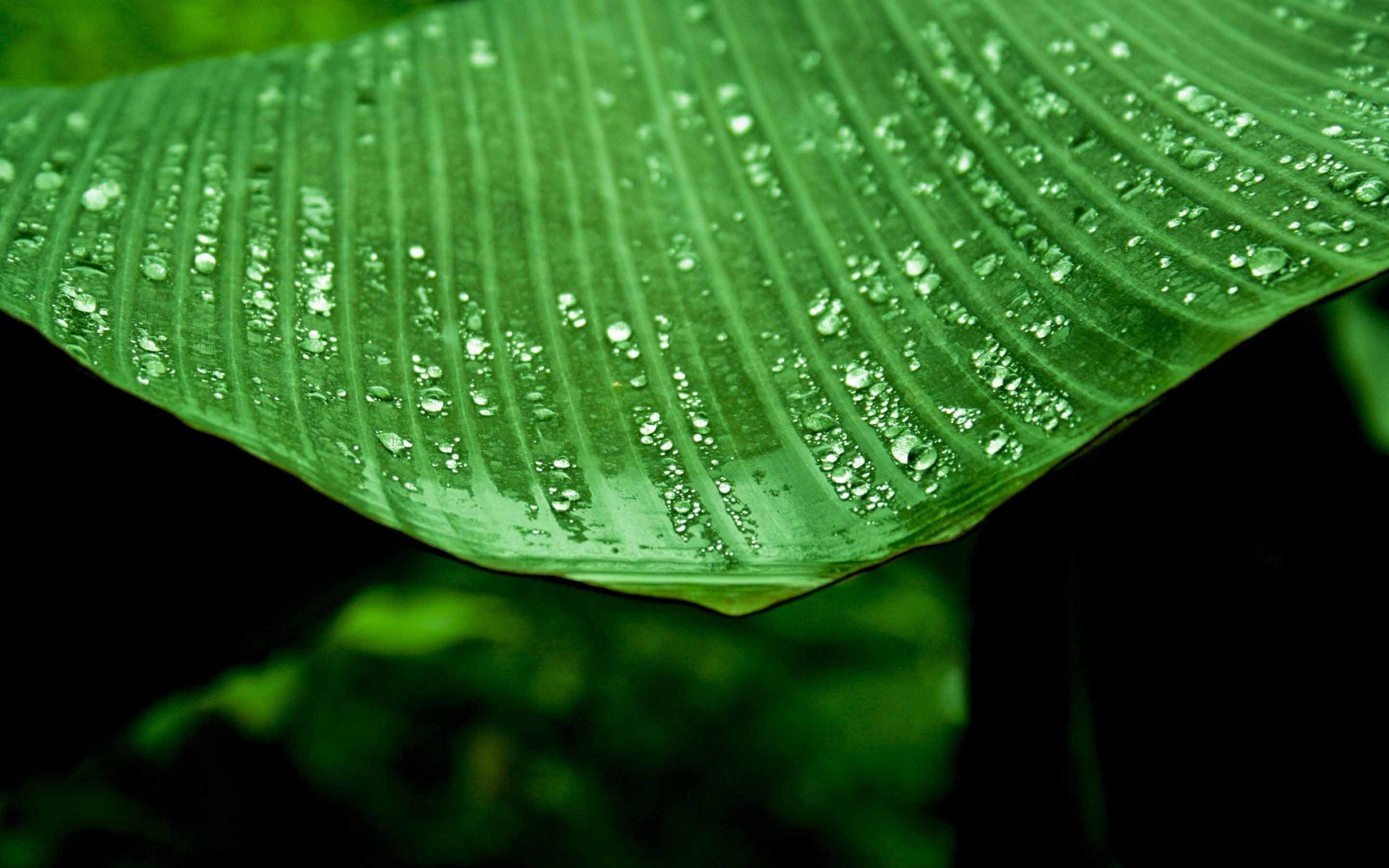 2560x1600 Wet Banana Tree Leaf Mac Wallpaper Download