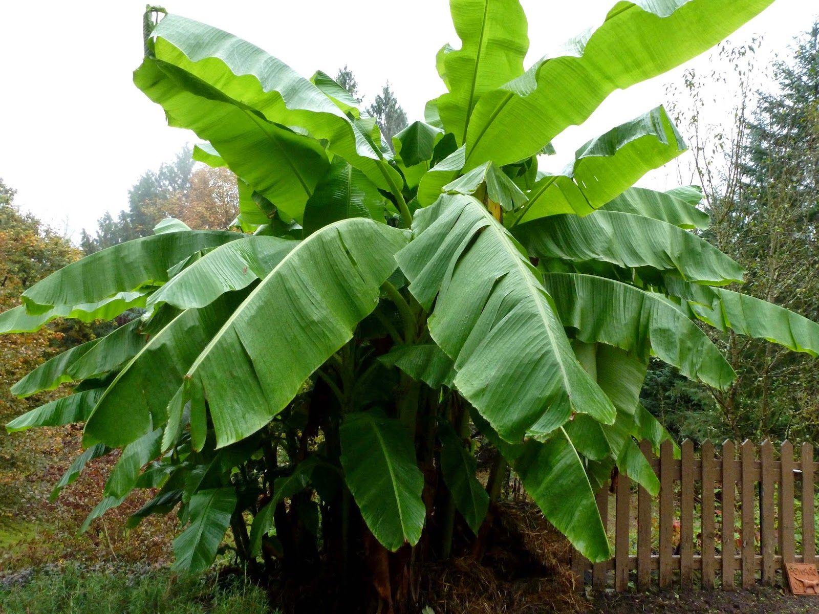 Banana Tree Wallpapers - Top Free Banana Tree Backgrounds - WallpaperAccess