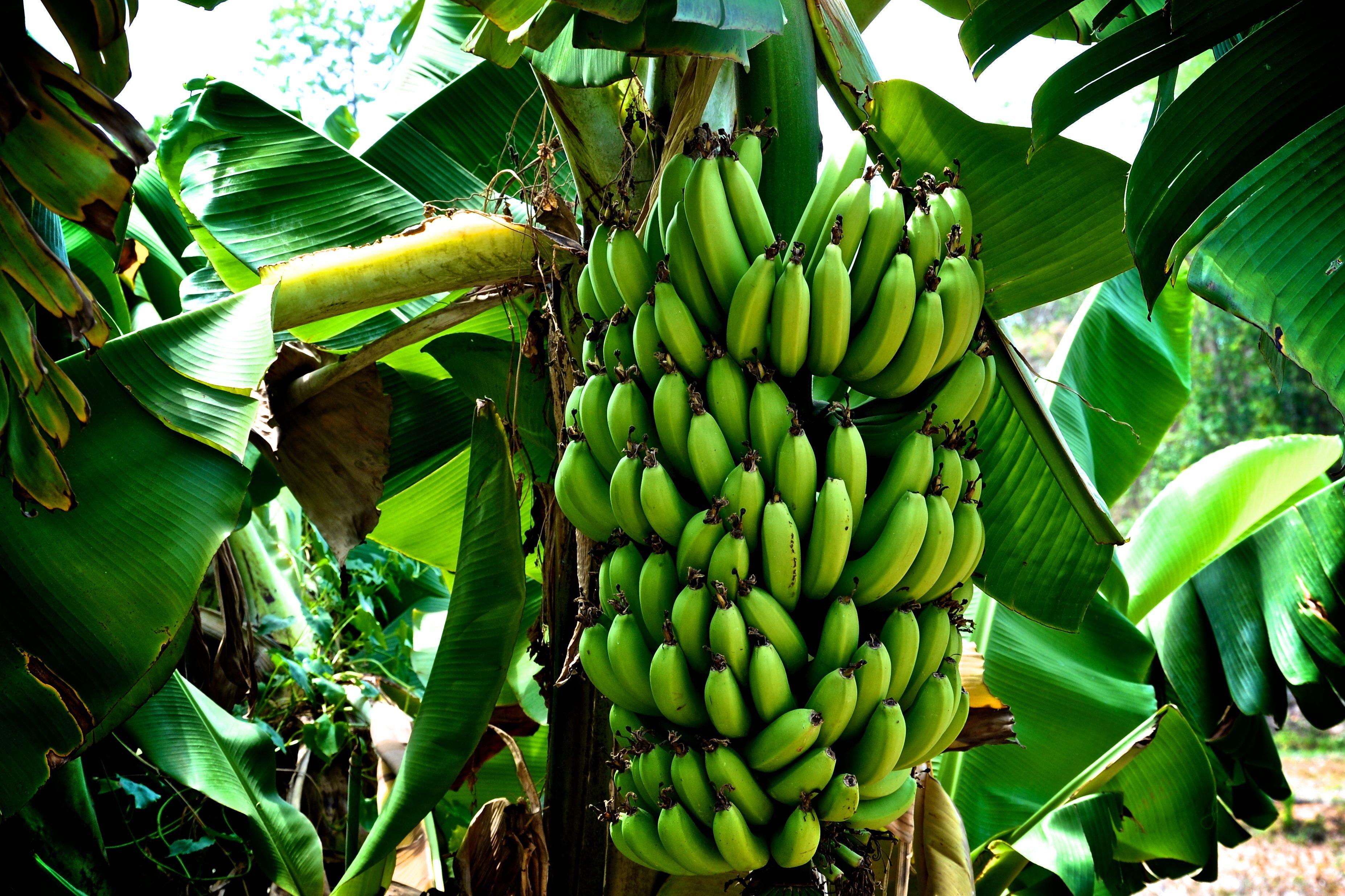 Где растут бананы дерево. Банановое дерево. Растение банановое дерево. Банановая Пальма. Банановое дерево в Южной Америке.