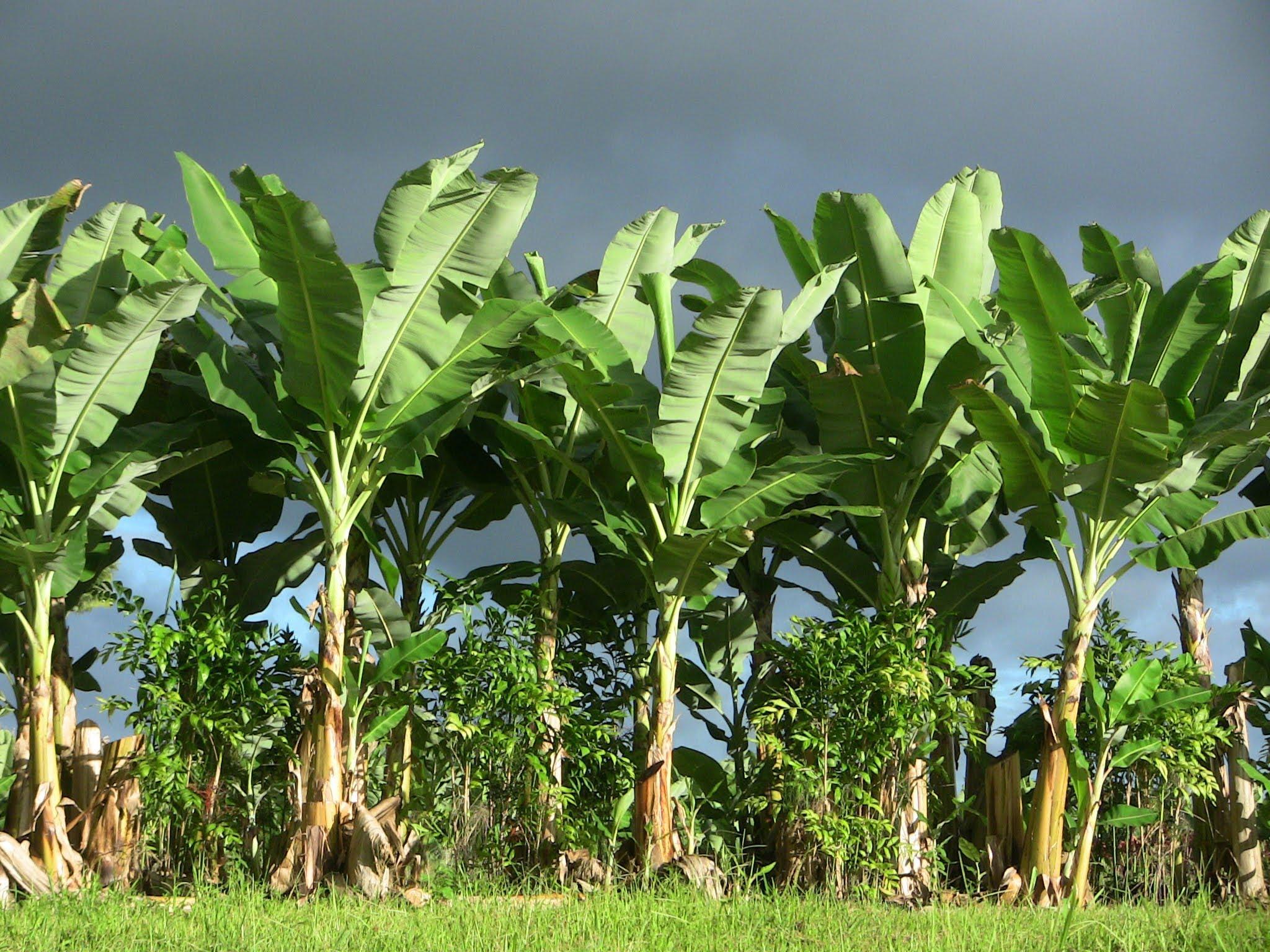 2048x1536 Banana Tree Wallpaper