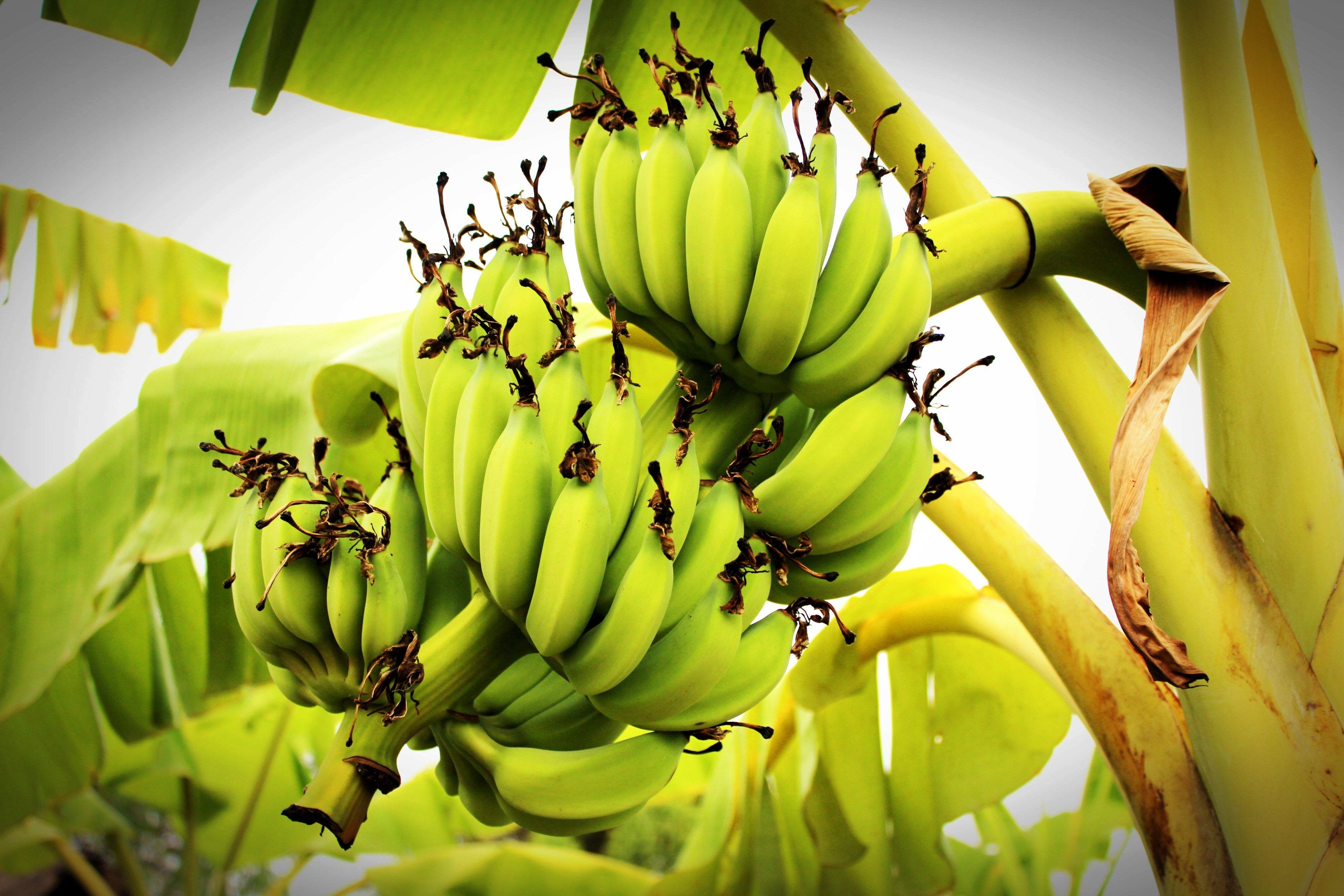 Banana Tree Wallpapers - Top Free Banana Tree Backgrounds - WallpaperAccess