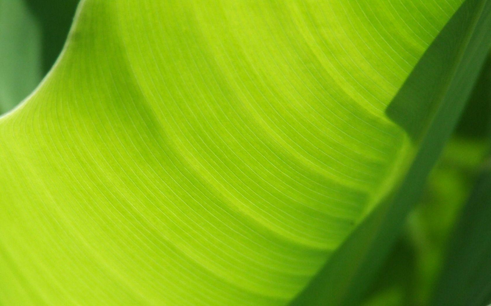 1680x1050 Banana Tree Leaf Wallpaper