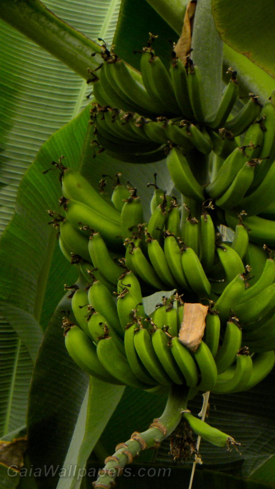 Banana Tree Wallpapers Top Free Banana Tree Backgrounds WallpaperAccess