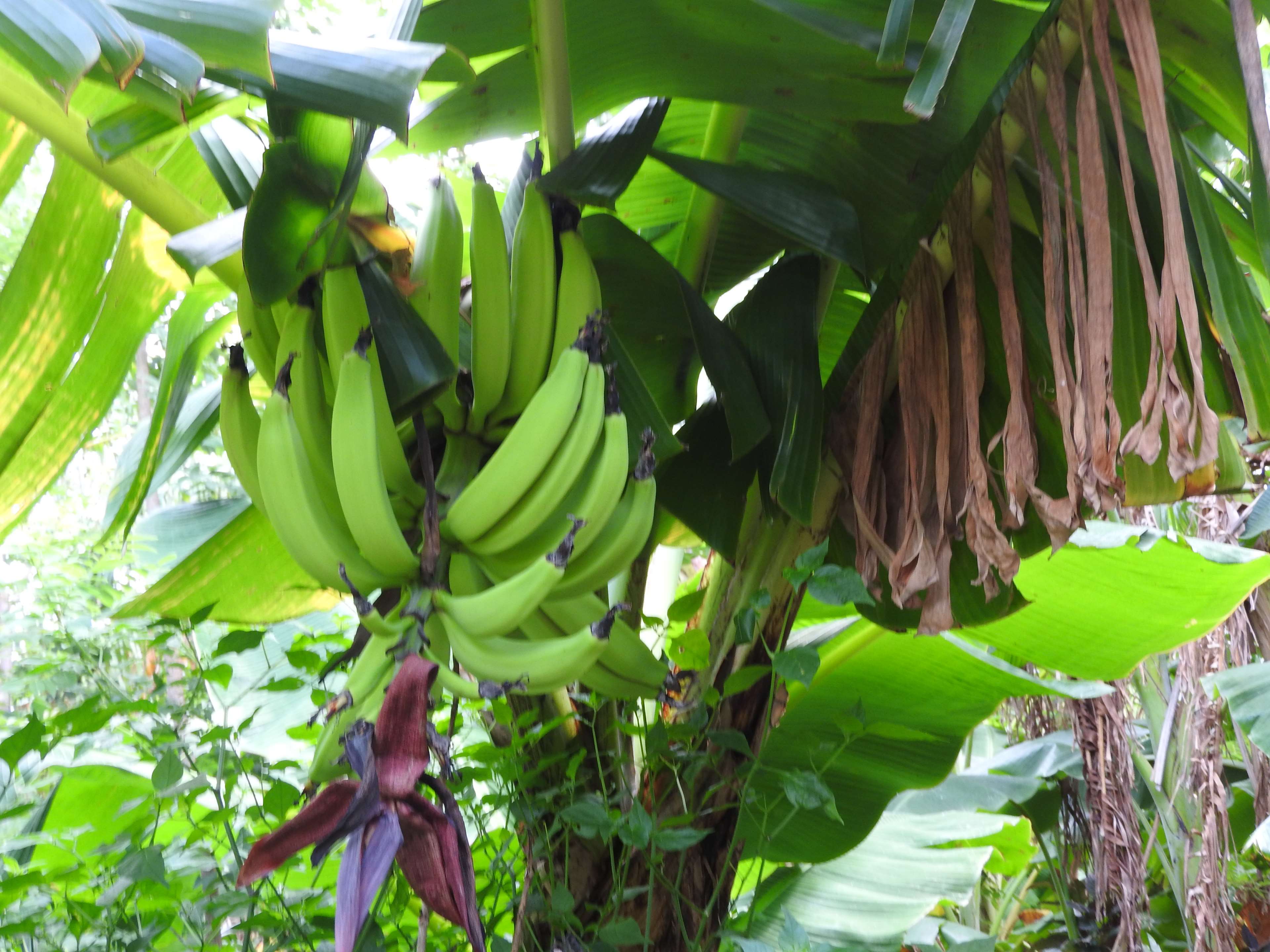 Banana Tree Wallpapers - Top Free Banana Tree Backgrounds - WallpaperAccess