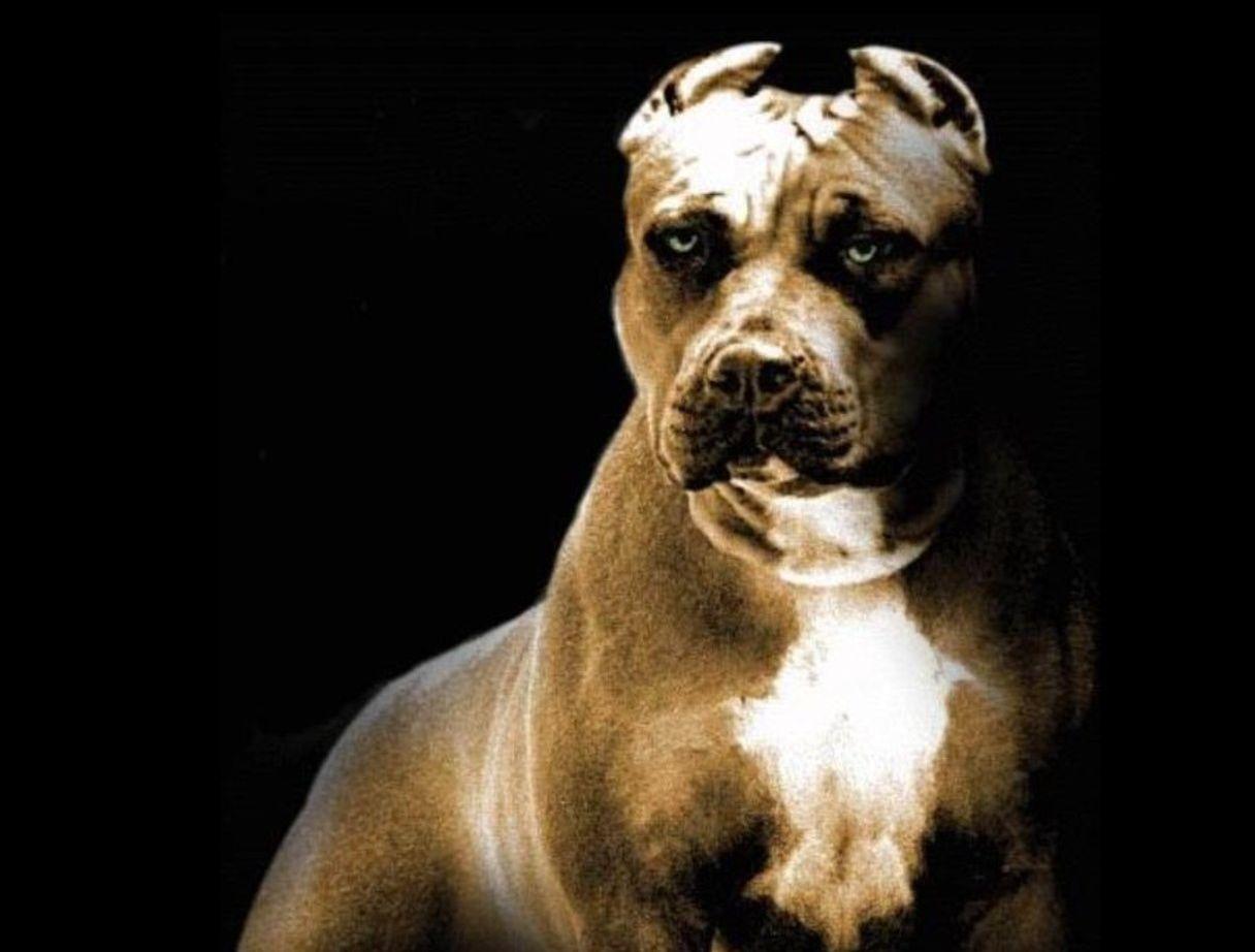 Featured image of post Aggressive Pitbull Wallpaper Hd 2048x1536 pit bull puppies desktop wallpapers free dog images pets puffy dogs curr 2048 1536 wallpaper hd