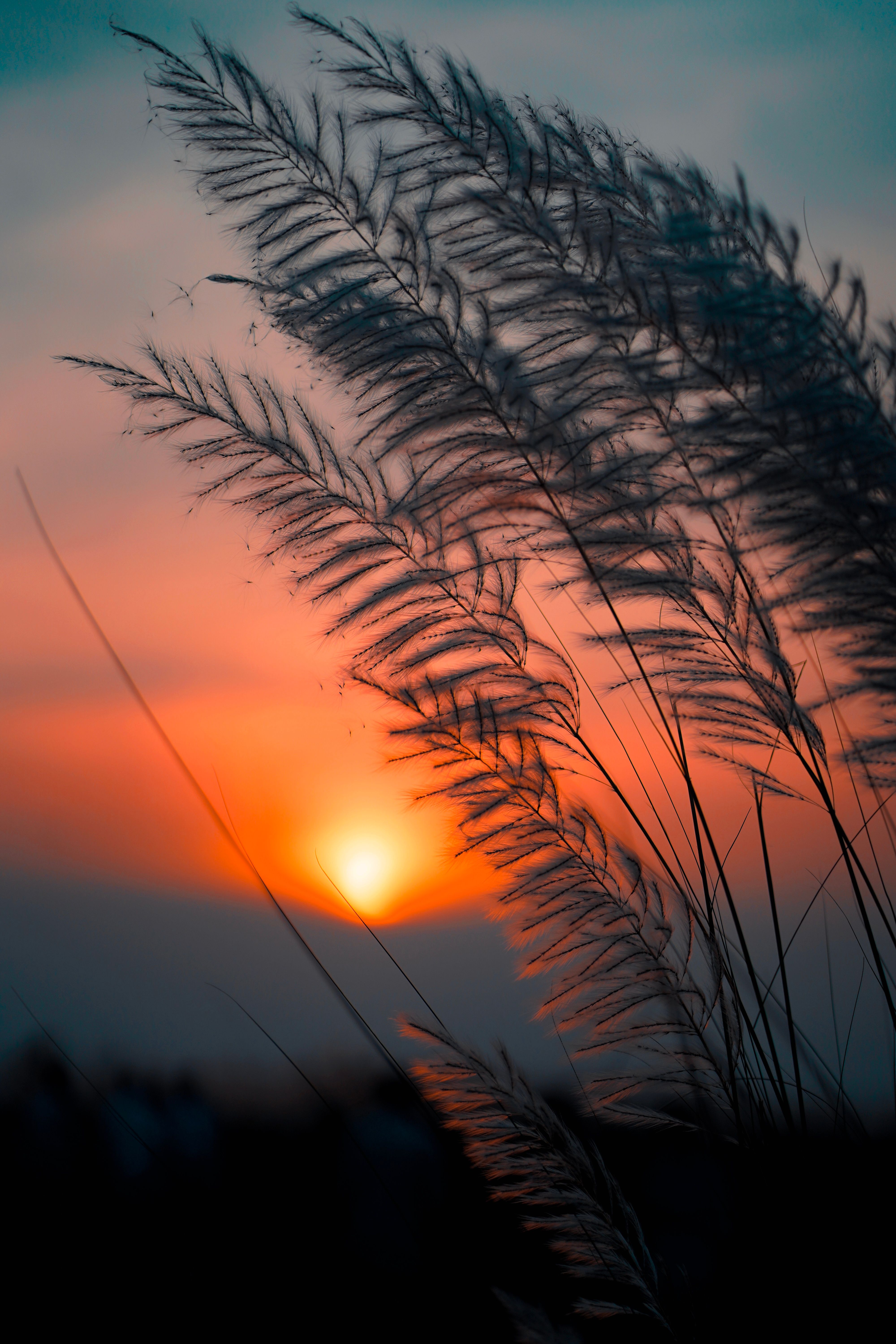4000x6000 Sugarcane Spikes at Dawn · Free