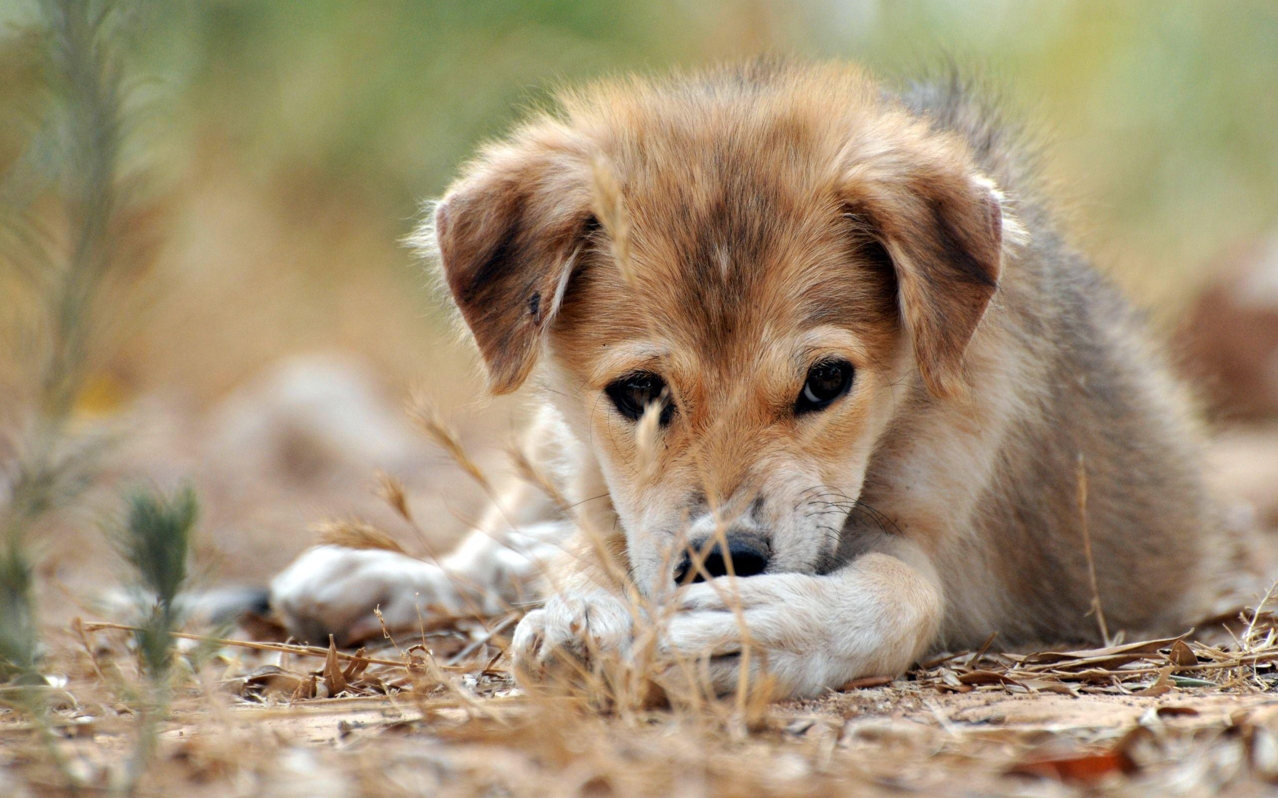 2560x1600 Puppy dog eyes Desktop wallpaper 2560x1600