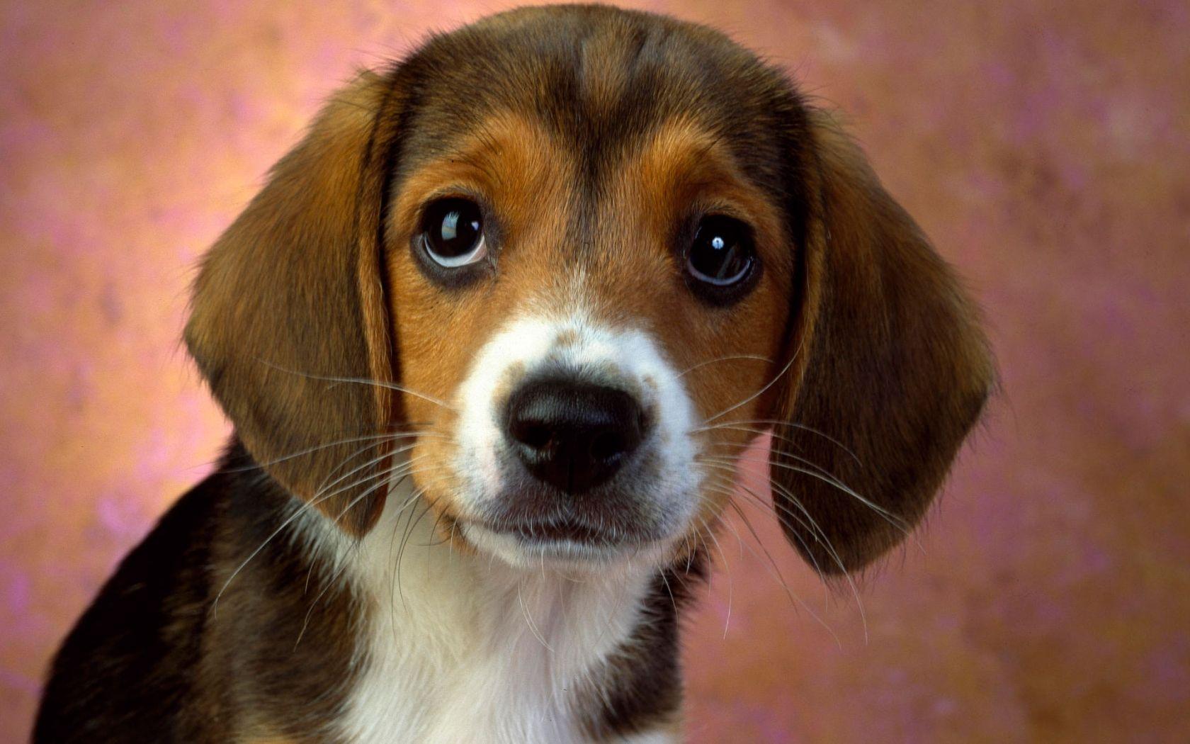 1680x1050 Free download Puppy Eyes Beagle Wallpaper HD Wallpaper