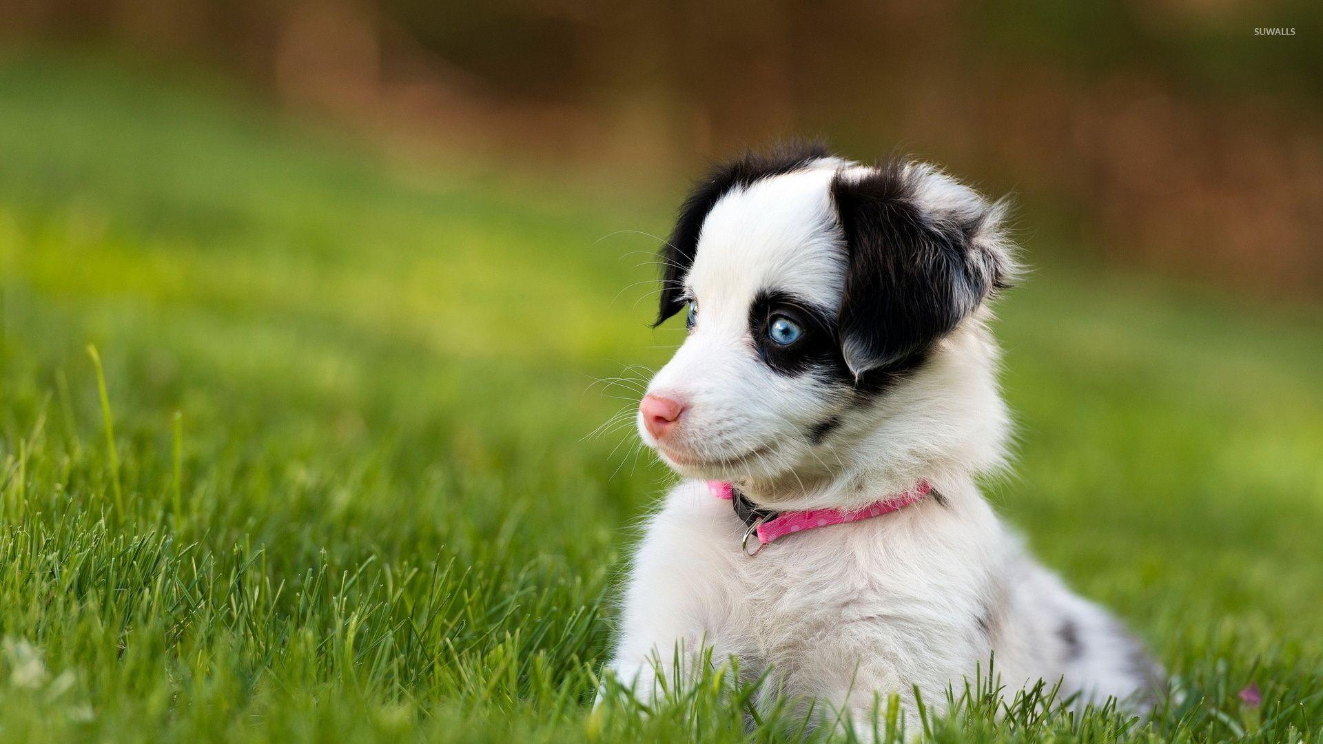 1920x1080 Animals & Birds Cute puppy eyes wallpaper Desktop, Phone, Tablet