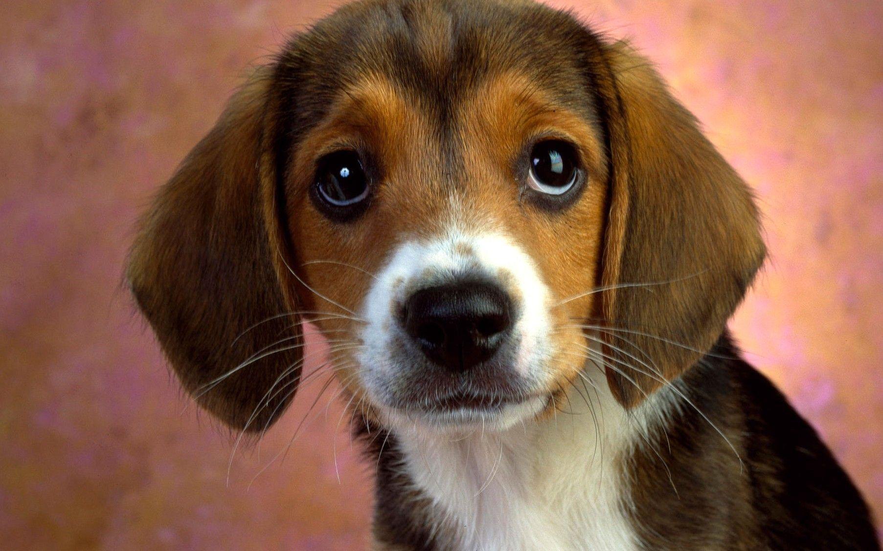 Stunning Dog Has Puffy Eye Abstract Art Stunning Dog Has Puffy Eye Abstract Art