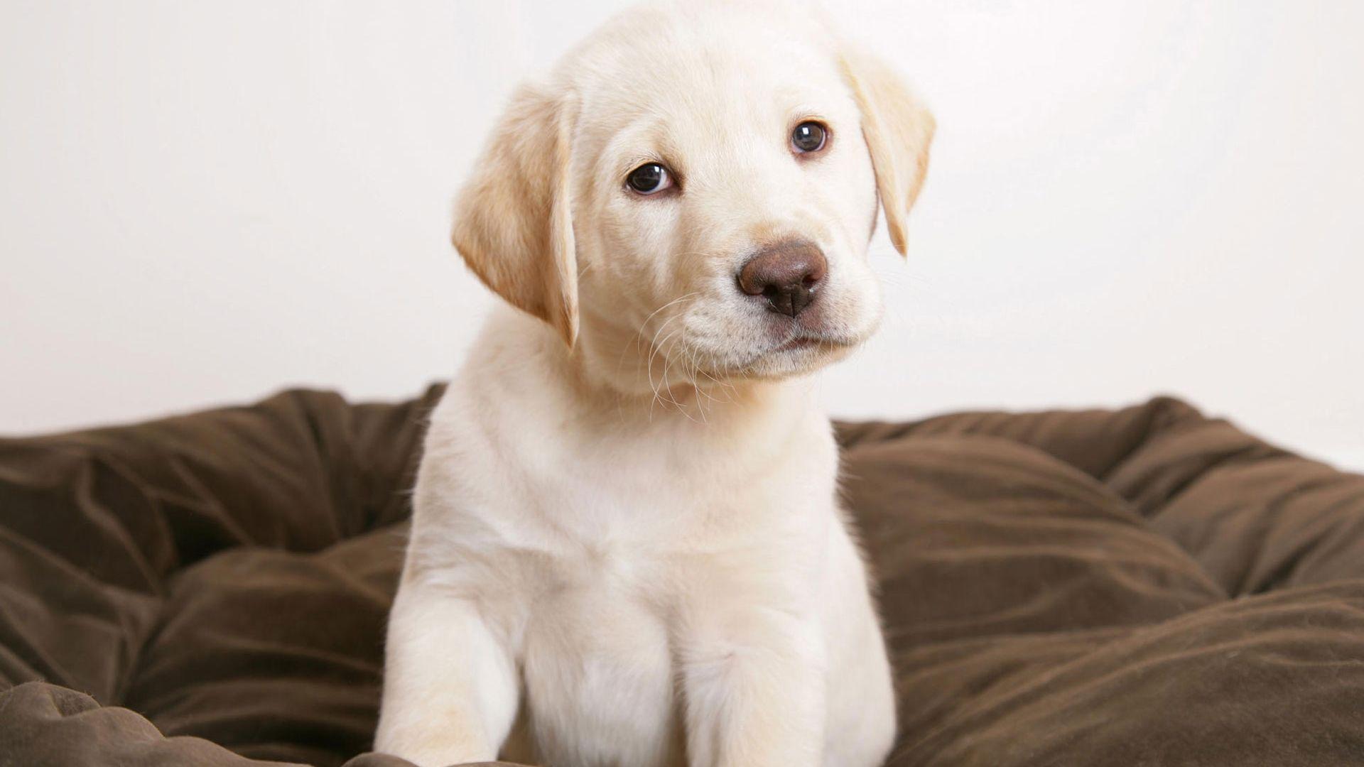 1920x1080 Free download Cute puppy eyes Wallpaper HD Wallpaper 1920x1200