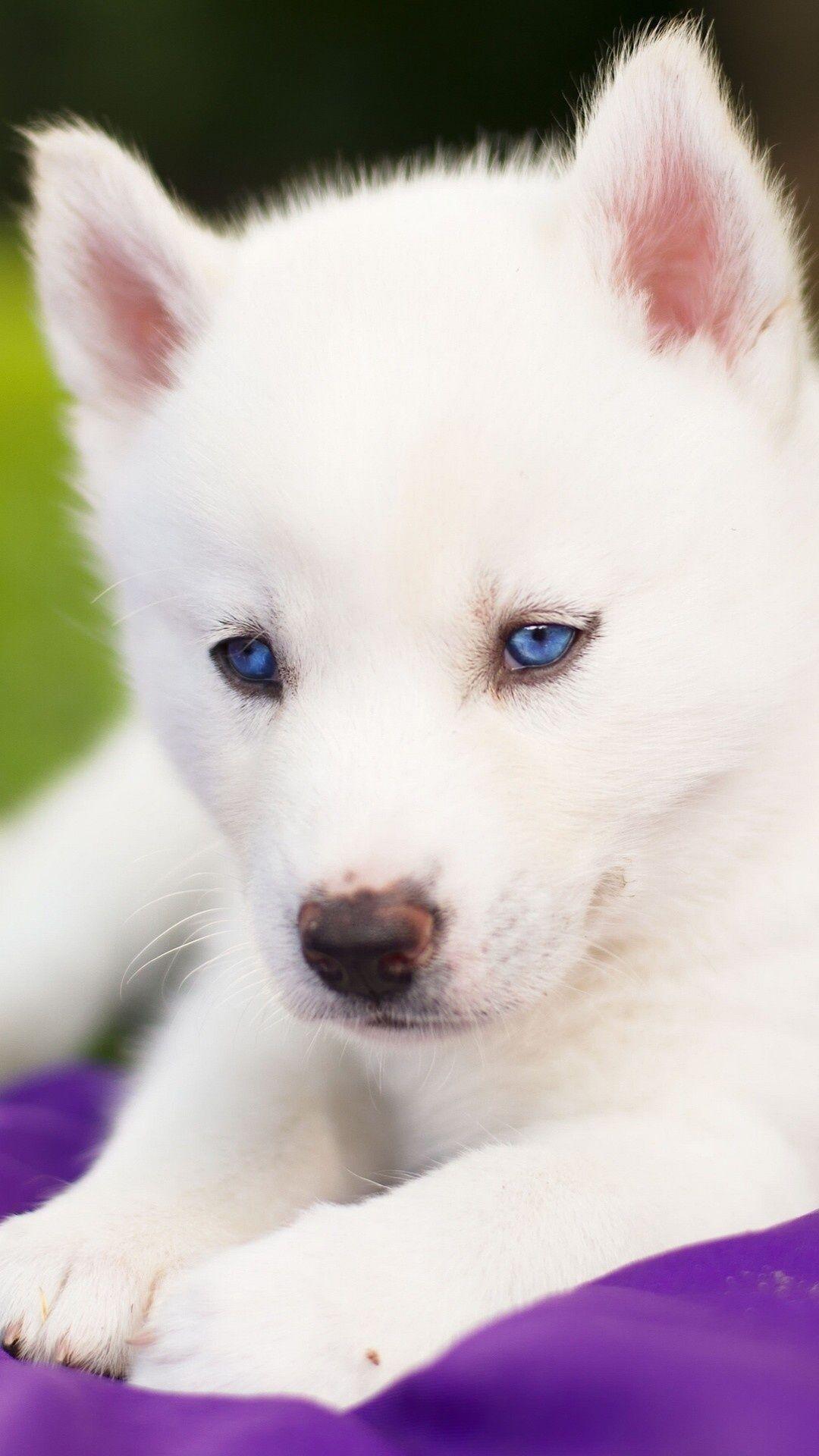 1080x1920 All Android Wallpaper: Pretty White Puppy Blue Eyes Android Wallpaper