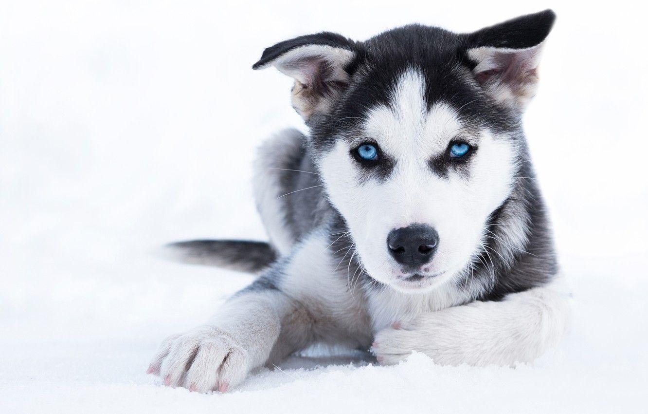 1332x850 Wallpaper winter, look, snow, dog, puppy, blue eyes, husky image