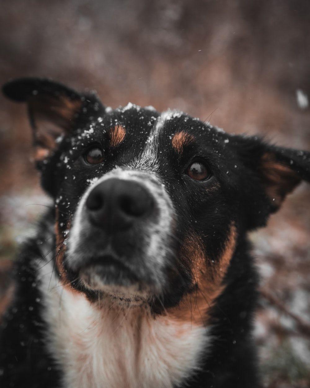 1000x1250 Puppy Eyes Picture. Download Free Image