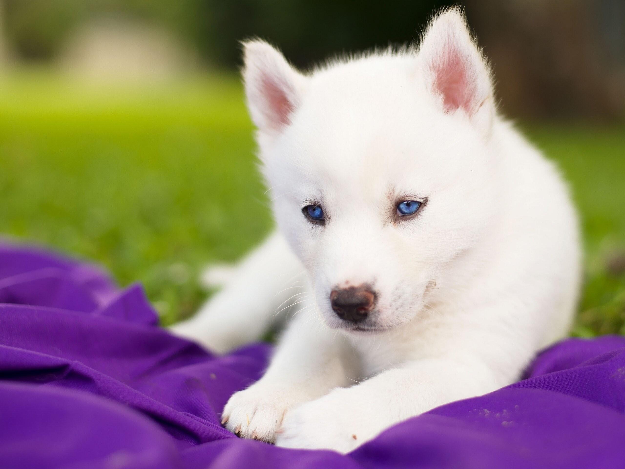 2560x1921 Undefined Baby Animal Picture Wallpaper Husky Puppy With