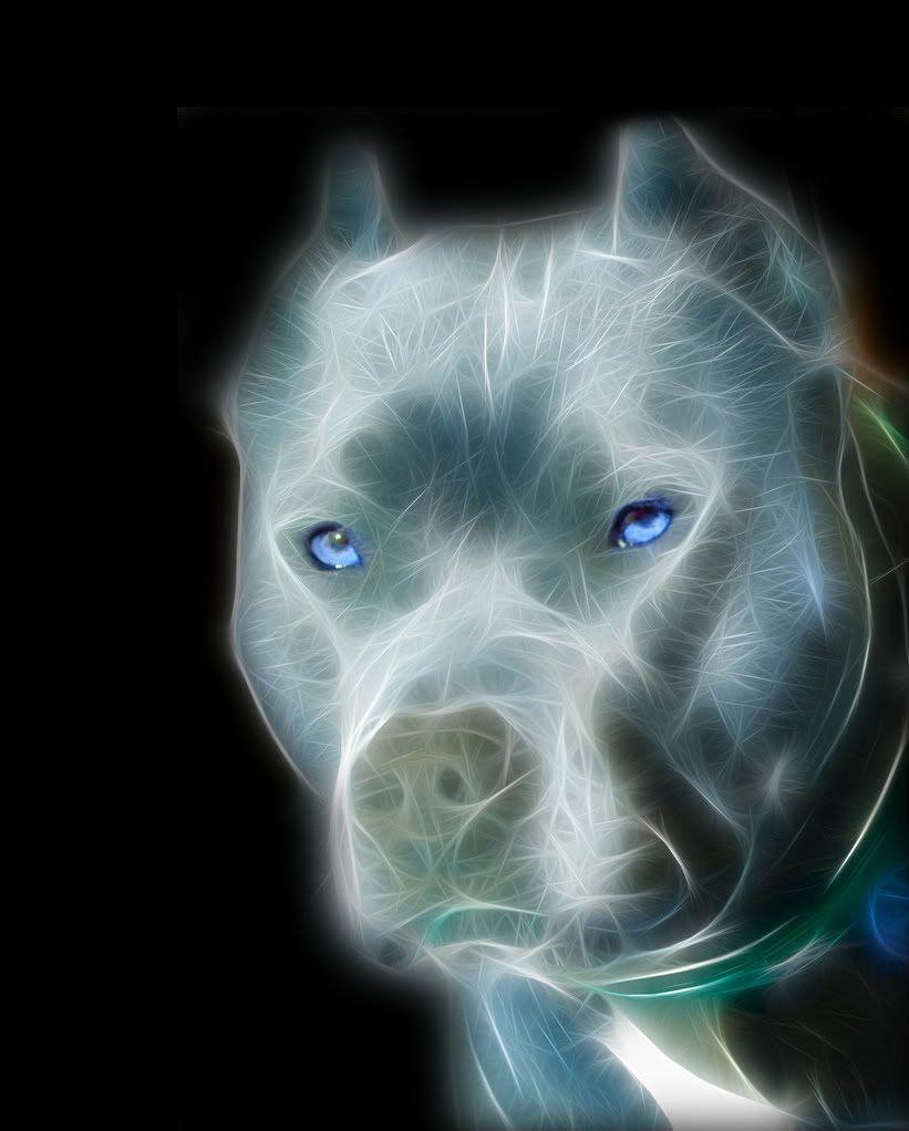 821x1022 Download Free Pitbull Wallpaper