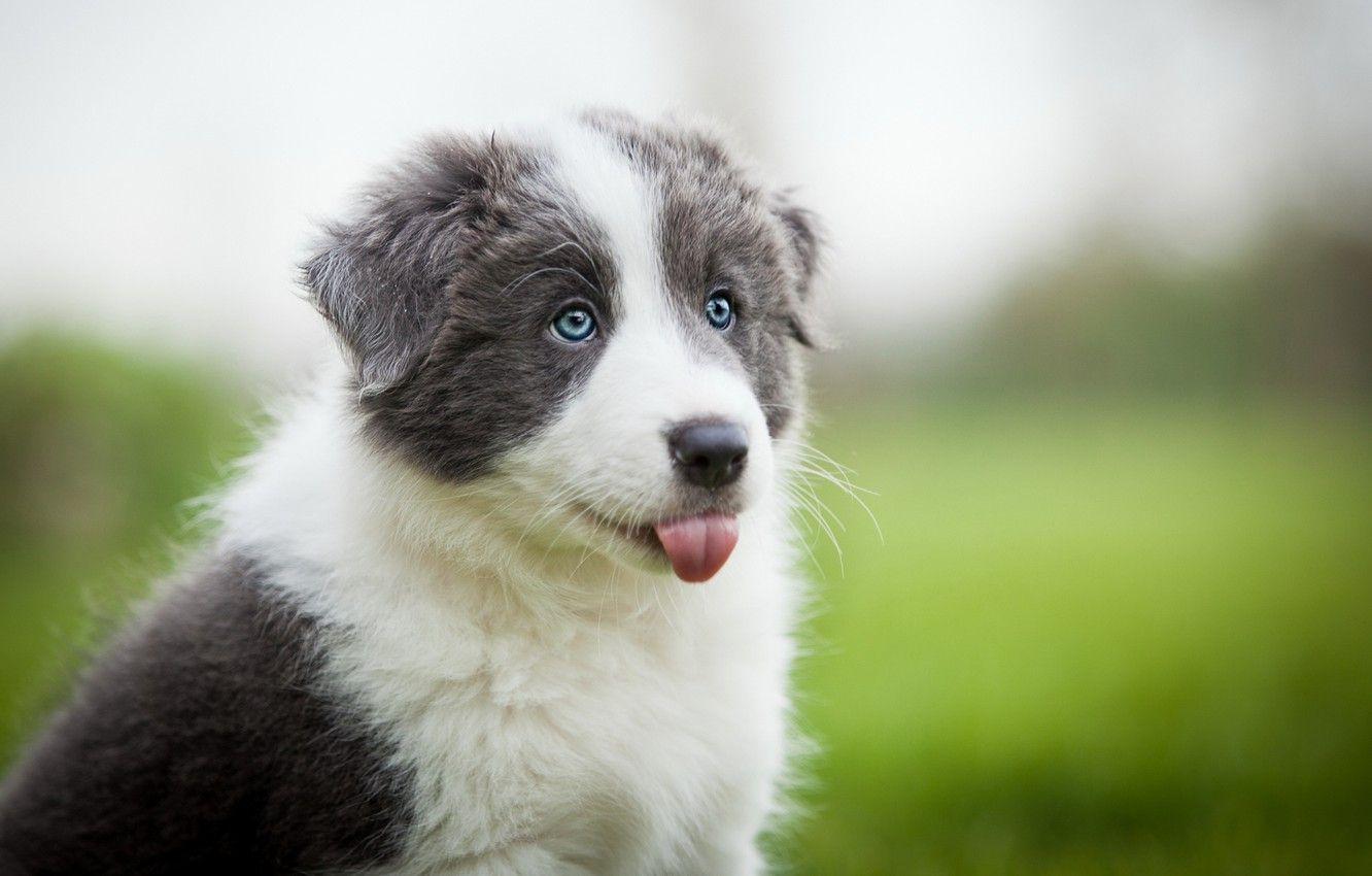 1332x850 Wallpaper field, language, white, grass, grey, portrait, dog
