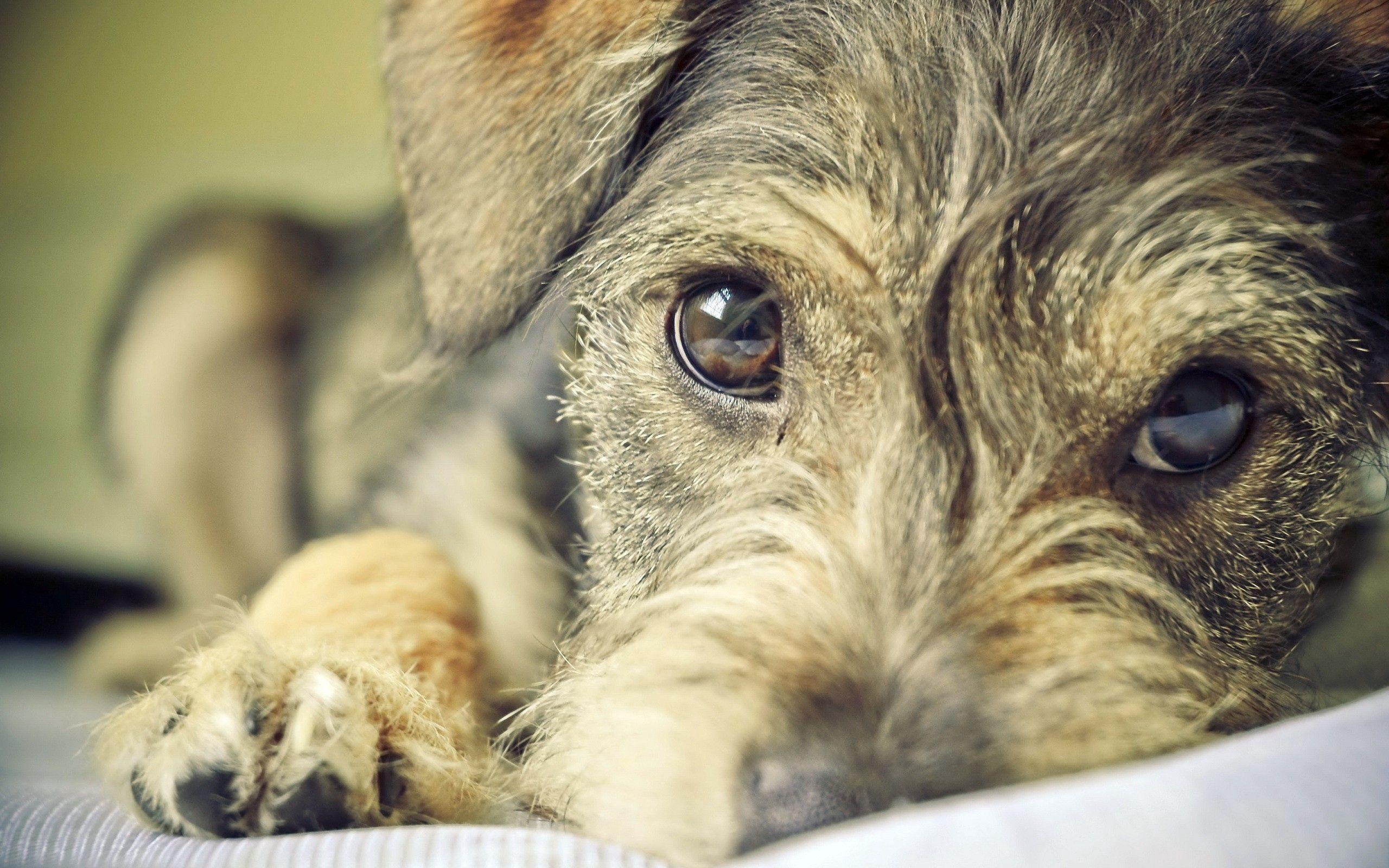 2560x1600 Download wallpaper 2560x1600 puppy, dog, face, eyes HD background