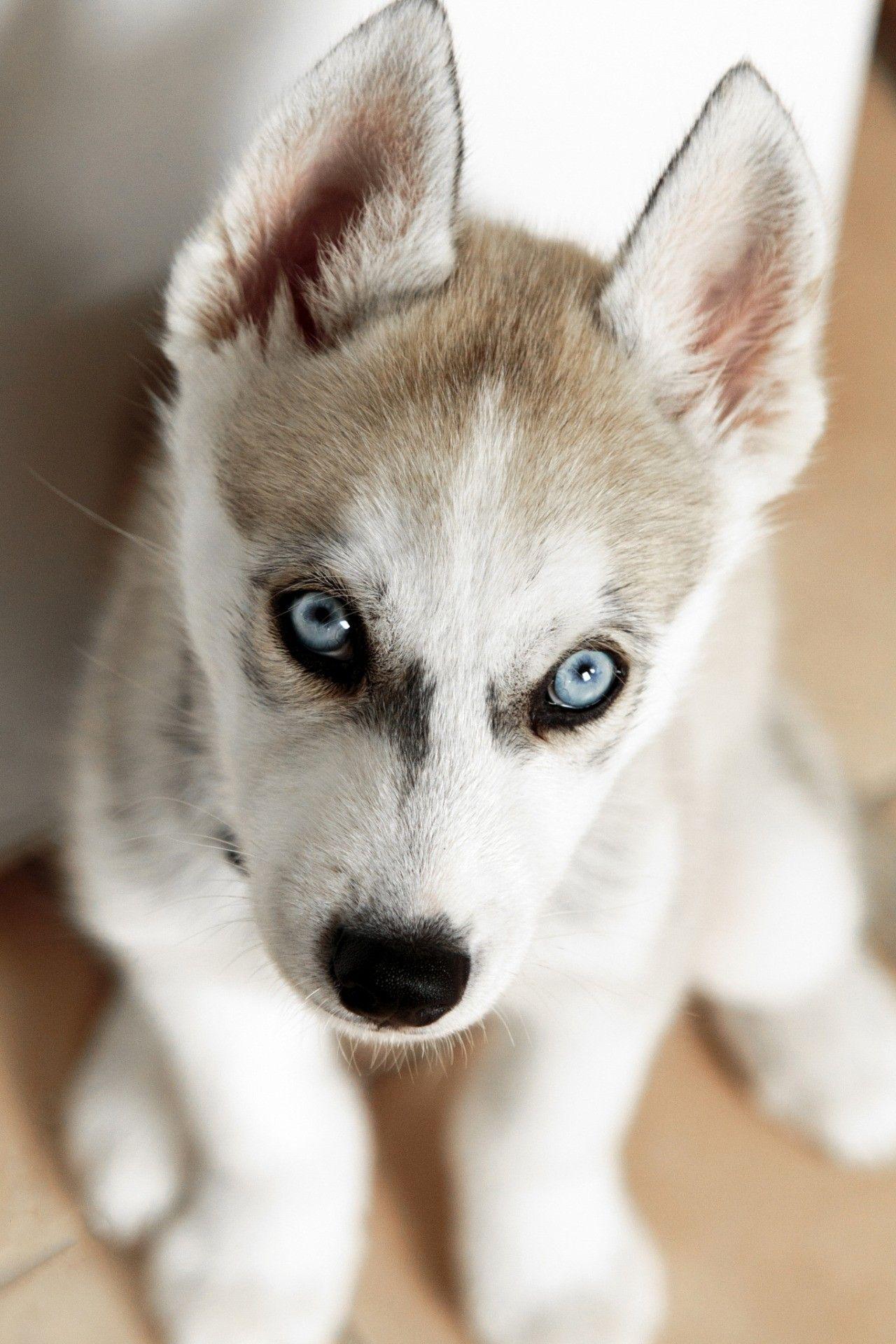 1280x1920 Mobile HD Wallpaper