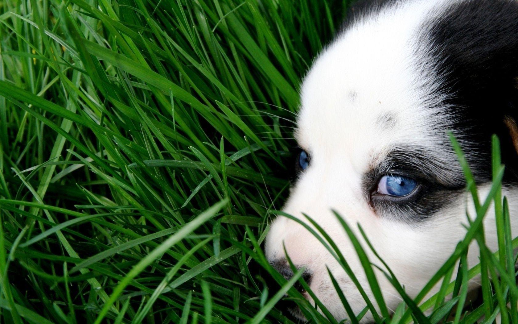 1680x1050 Animal cute husky puppy dog green eyes sweet grass