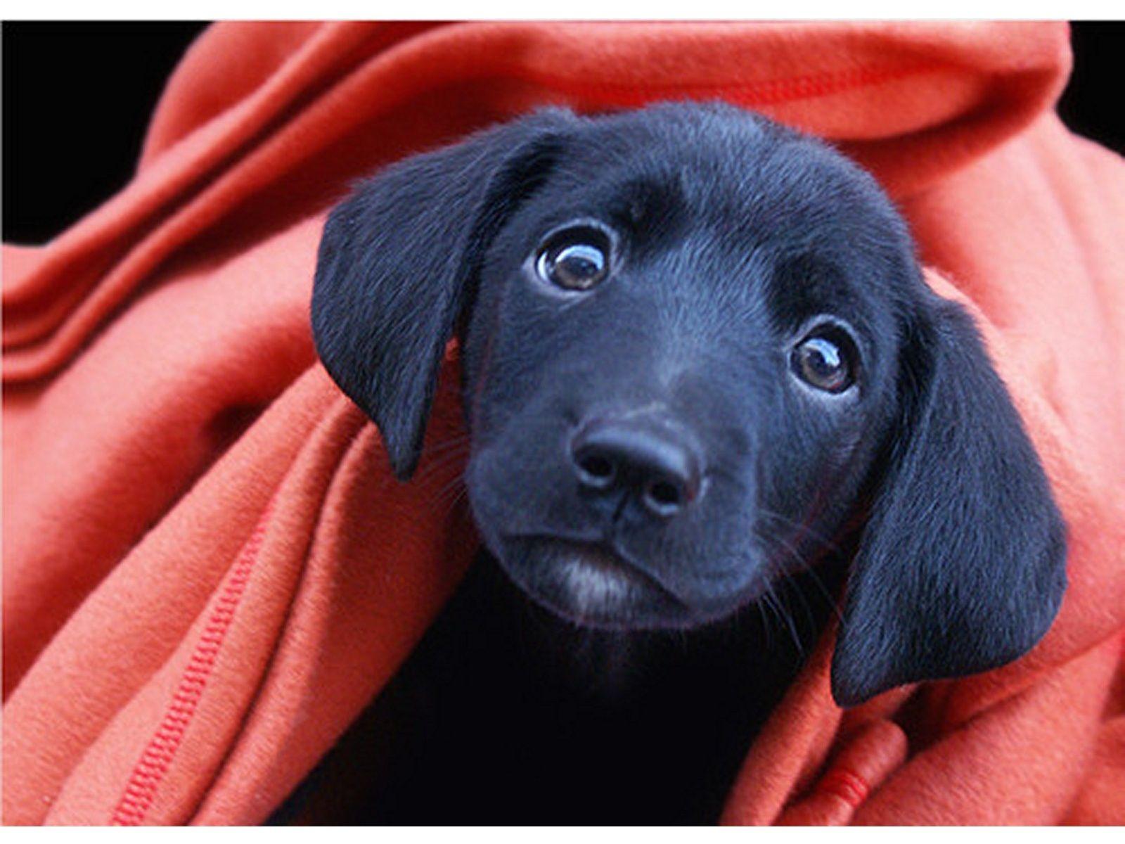 1600x1200 Black Lab Puppy Lab Puppy Eyes Wallpaper