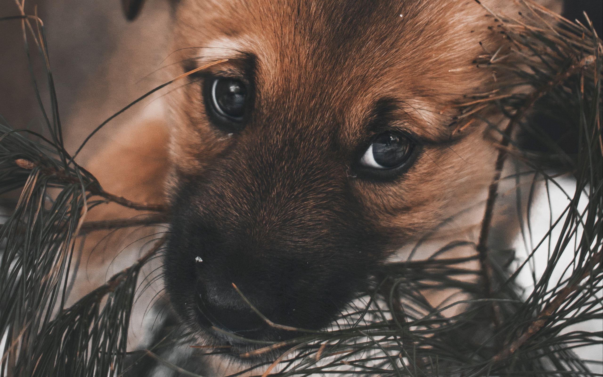 2560x1600 Download wallpaper 2560x1600 dog, puppy, cute, eyes widescreen 16