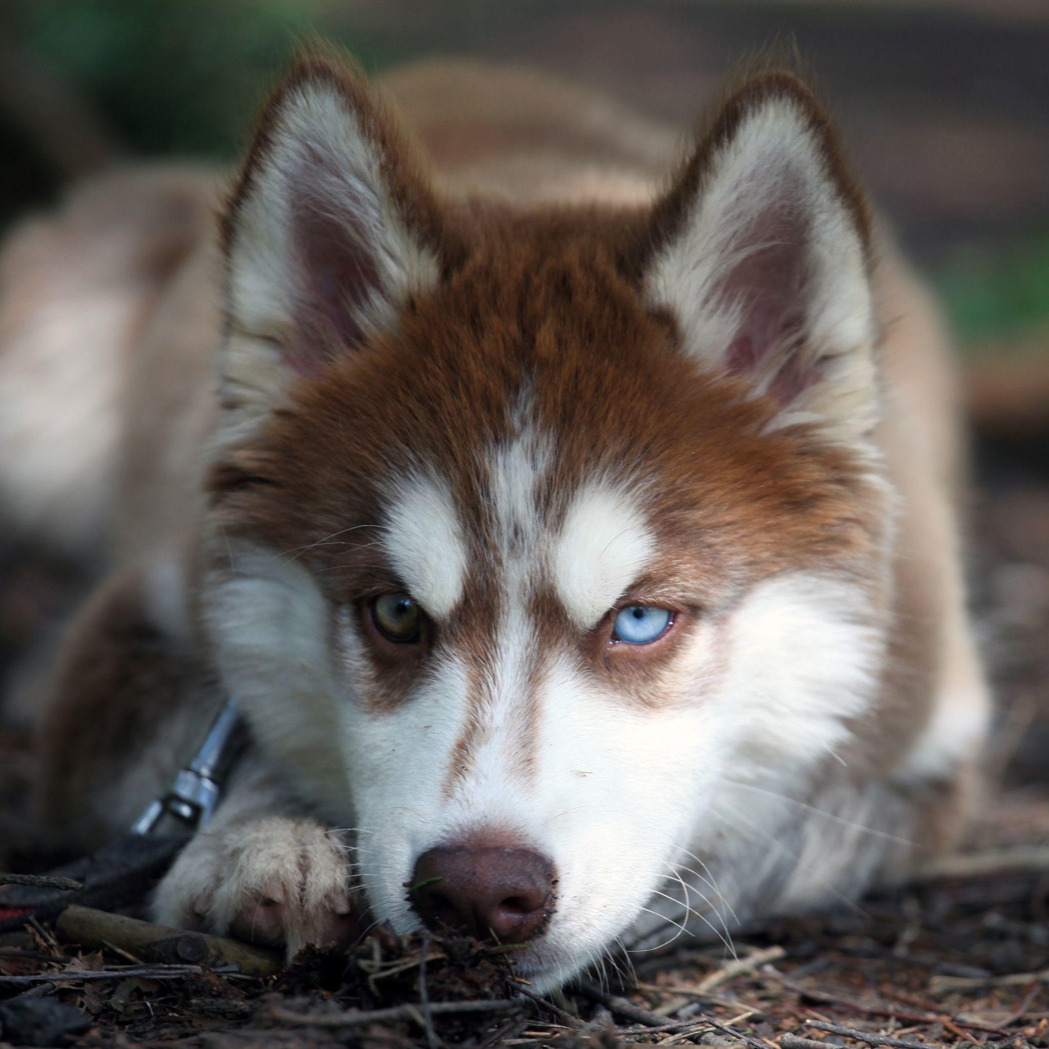 2048x2048 Baby Huskies Wallpaper