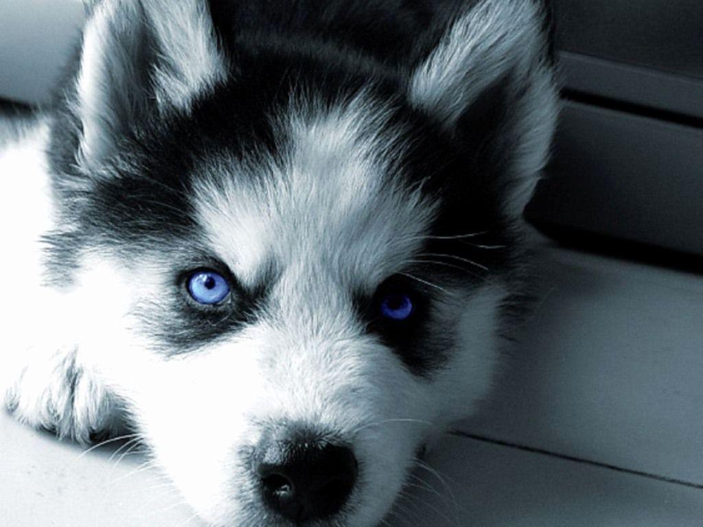 1024x768 Baby Husky Wallpaper New Baby Husky Wallpaper