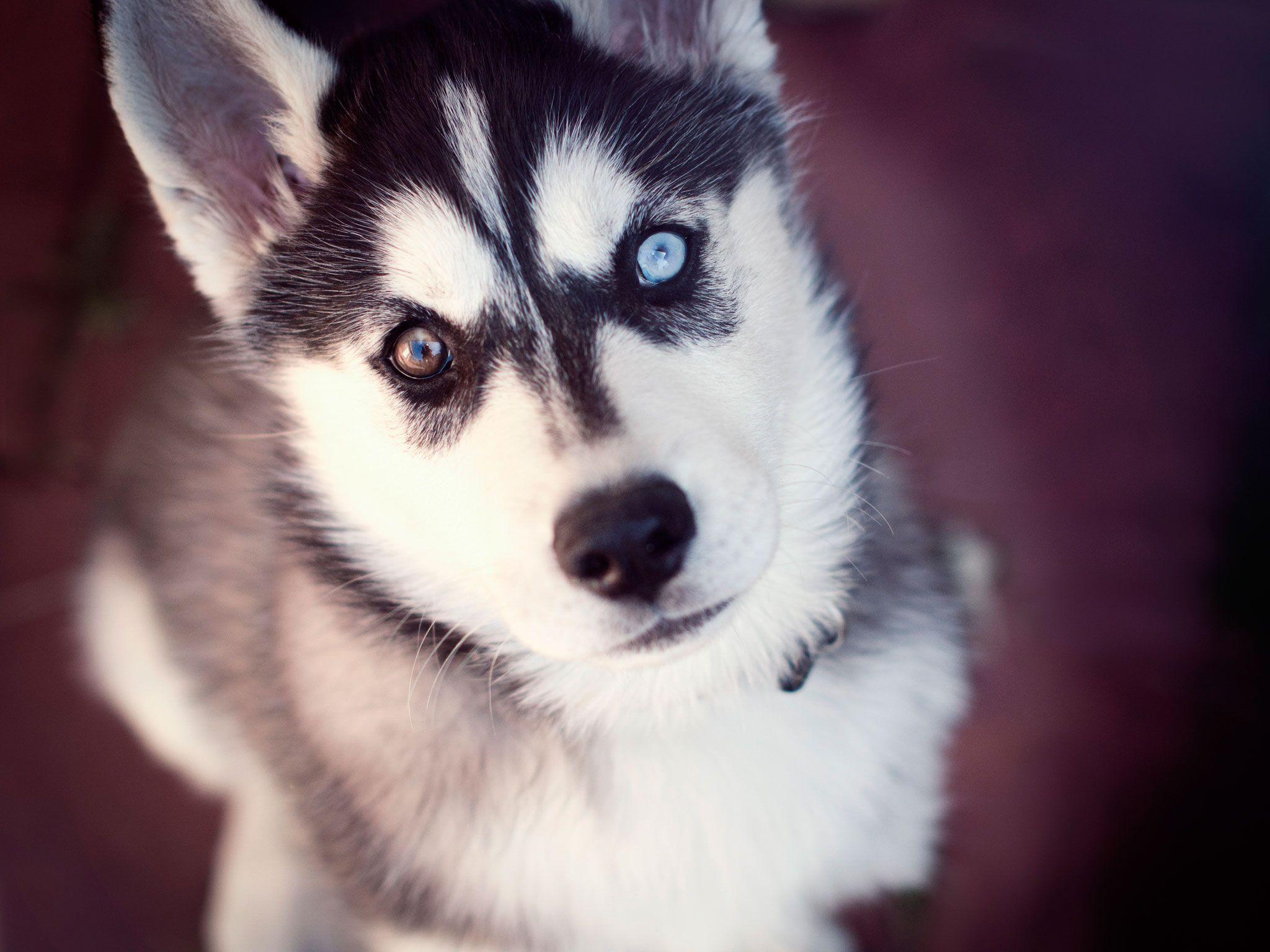 2048x1536 Husky of two different eyes wallpaper. Husky with blue eyes, Cute