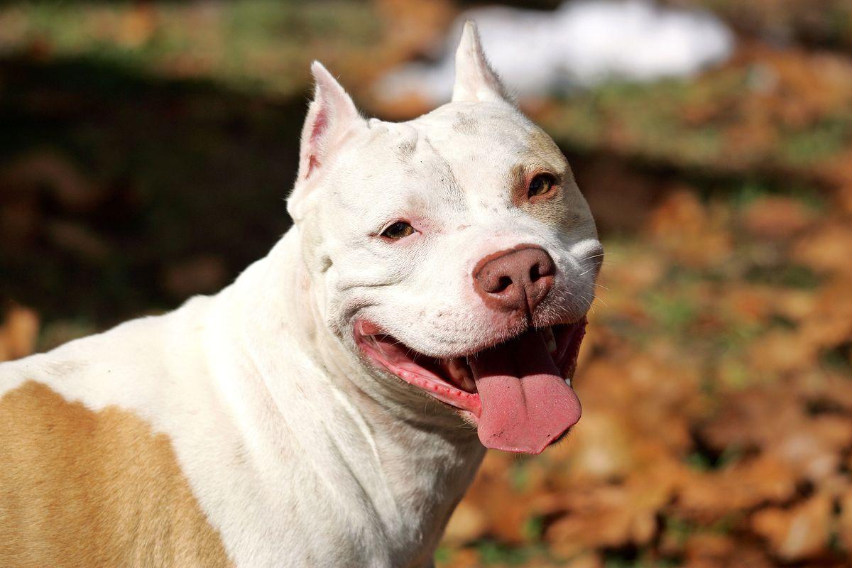 1200x800 Pitbull Wallpaper (24)