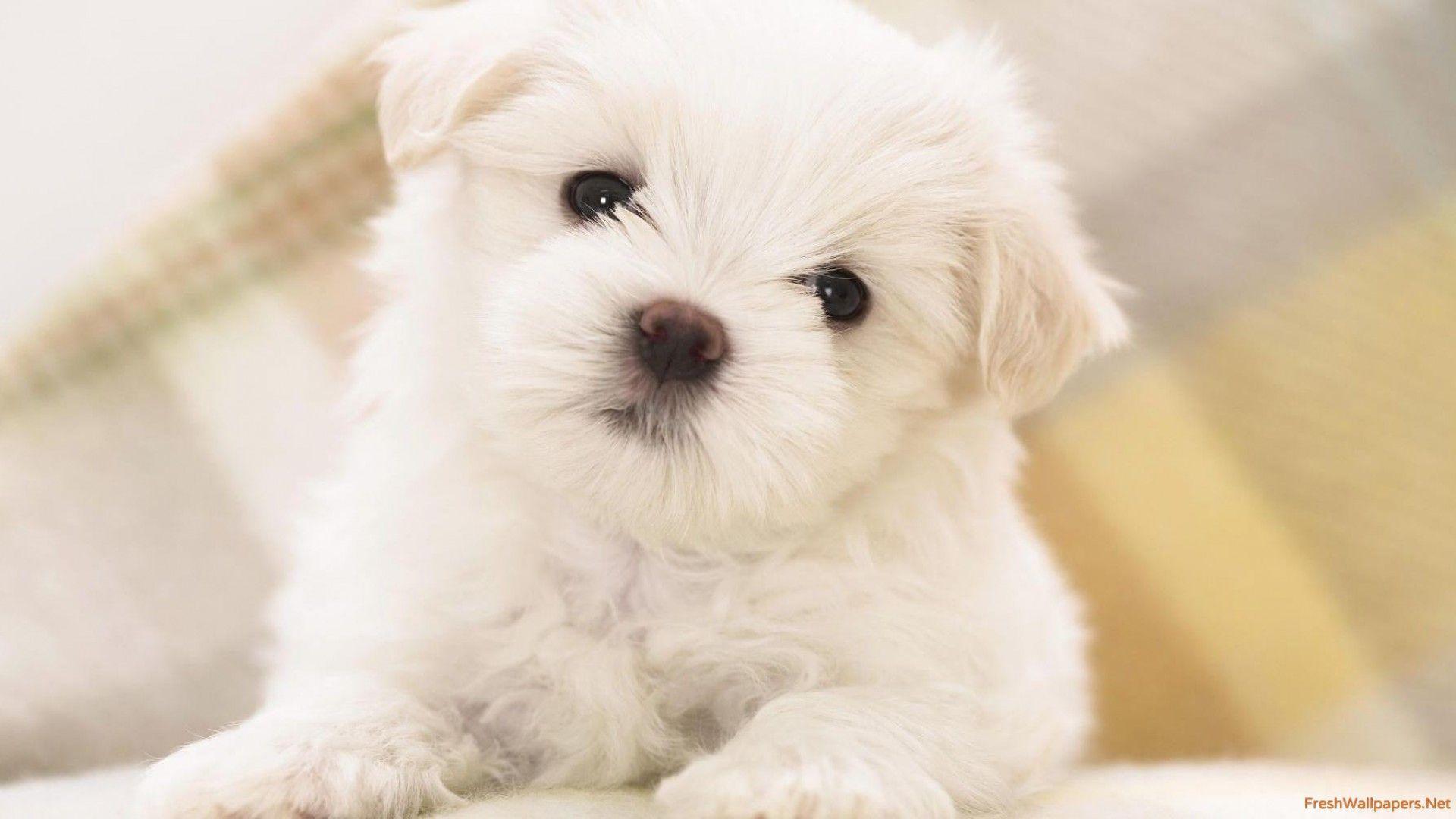 1920x1080 Cute white fluffy puppy with black eyes wallpaper