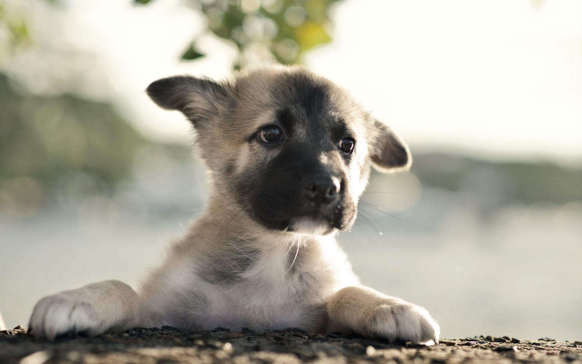 1920x1200 german, Shepherd, Dog, Puppy, Babies, Faces, Eyes Wallpaper HD